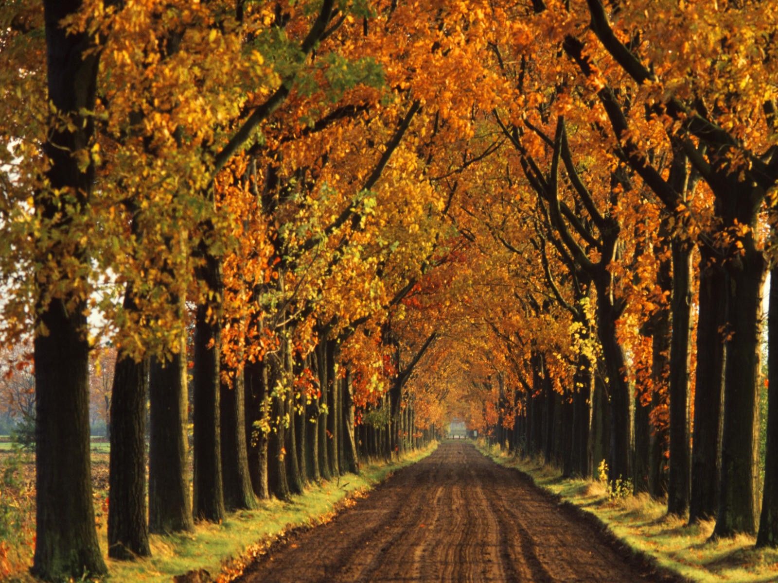 Viale alberato autunnale dorato, 1600x1200 900p, PC Desktop
