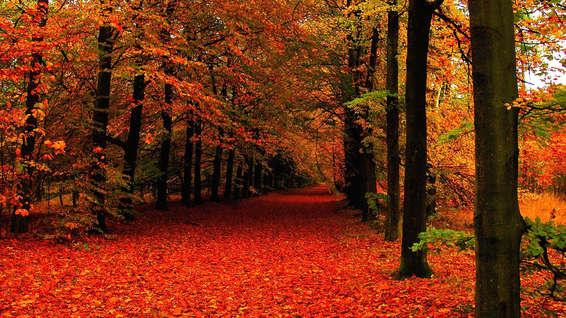 Furgone rosso e albero natalizio, 2560x1600 WQXGA, Desktop