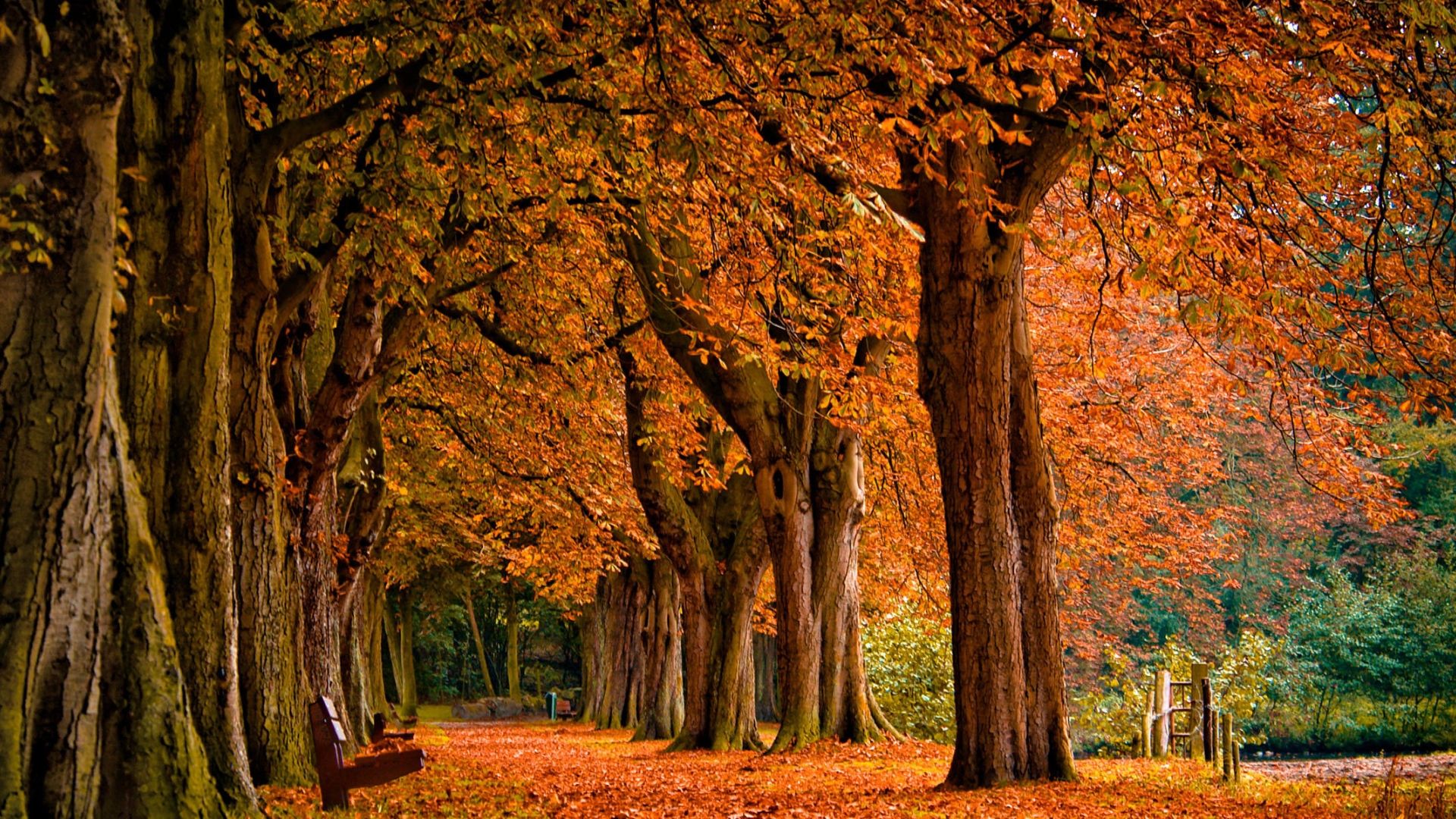 Viale alberato autunnale foglie arancioni, 1920x1080 Full HD 1080p, PC