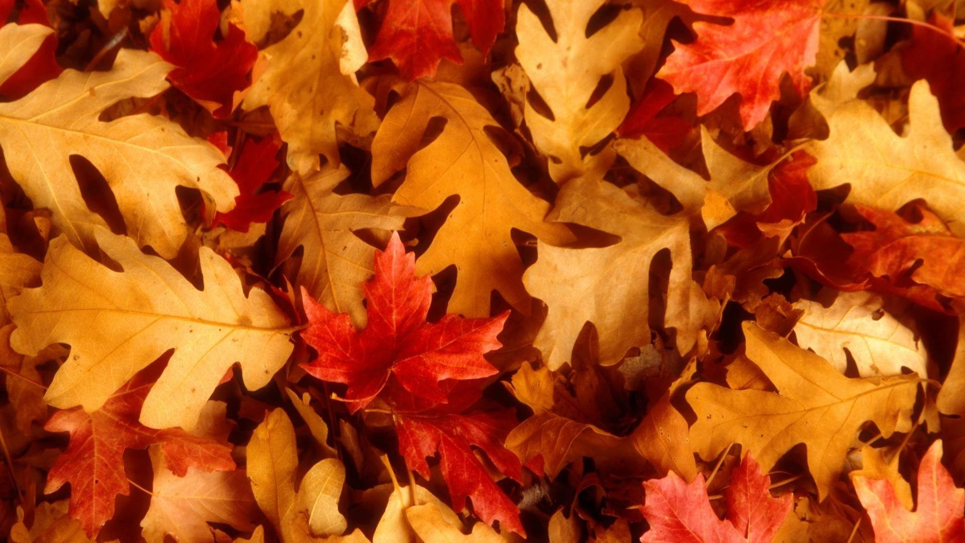 Albero acero giapponese autunnale, 2560x1440 1440p, Desktop