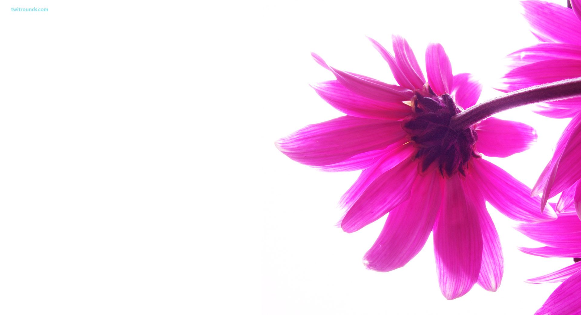 Palline rosa faccine sorridenti, 1920x1200 WUXGA, PC Desktop