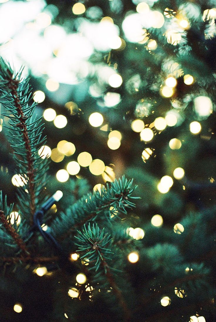 Albero di Natale con luci, 736x1097 Verticale, Mobile