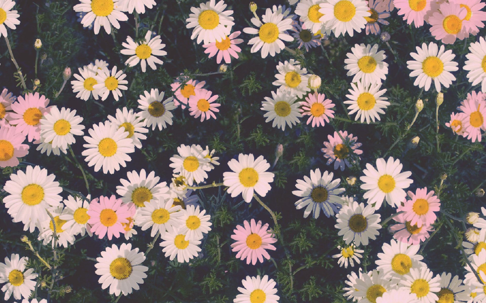 Margherite rosa e bianche, 1920x1200 Full HD+ WUXGA, PC Desktop