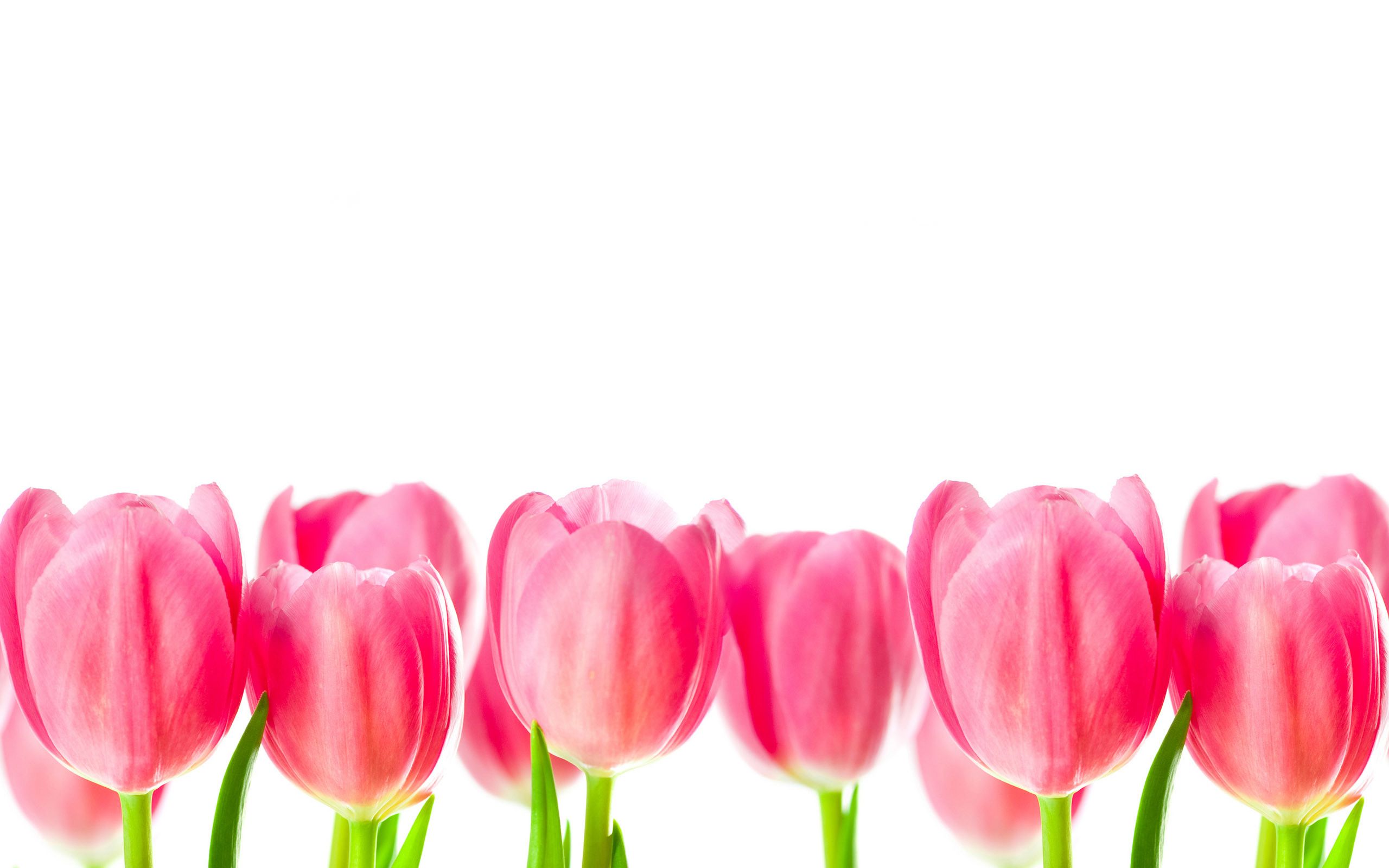 Tulipani rosa su bianco, 2560x1600 2K+, Desktop