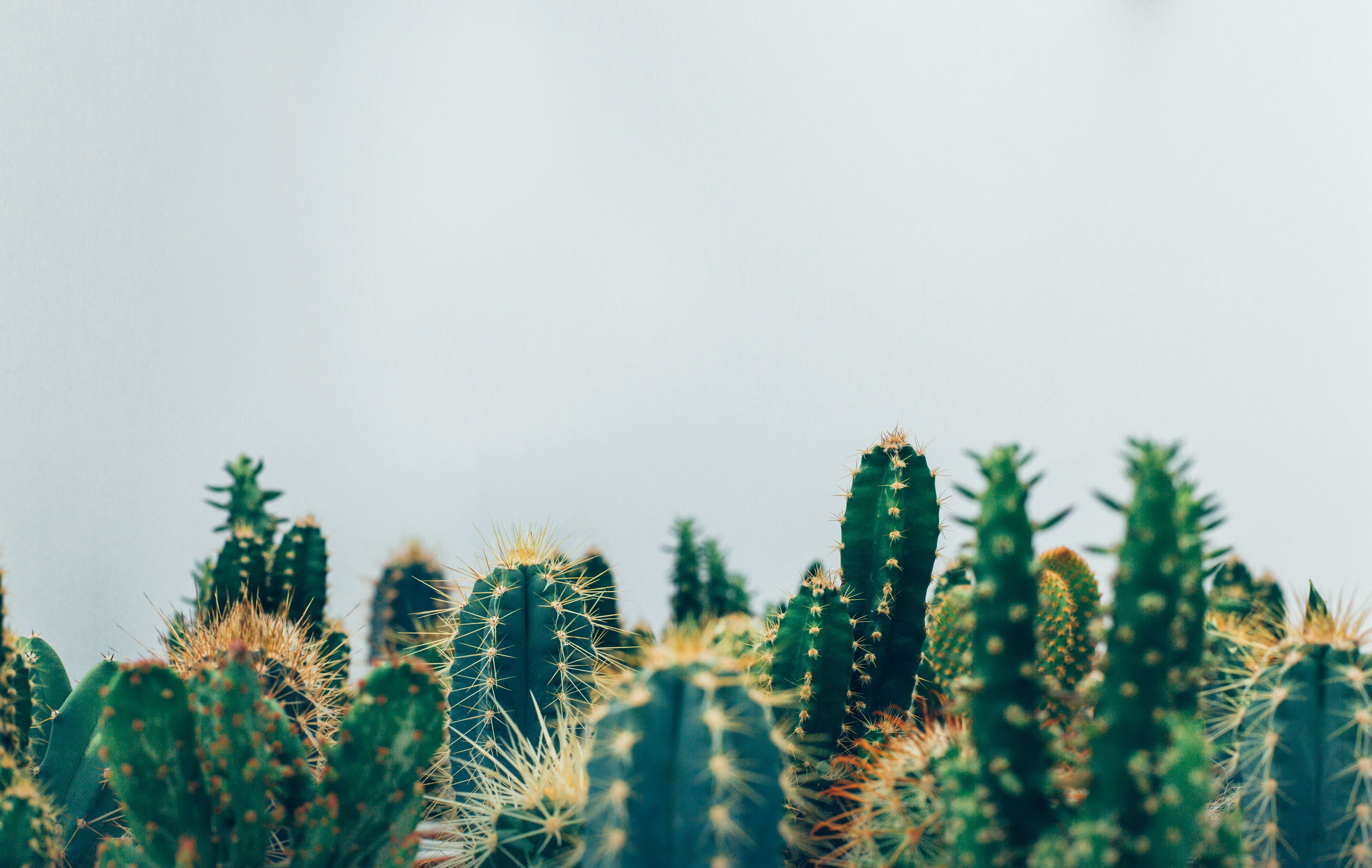 Cactus verdi sfondo chiaro, 5760x3646 4K Ultra HD, Desktop