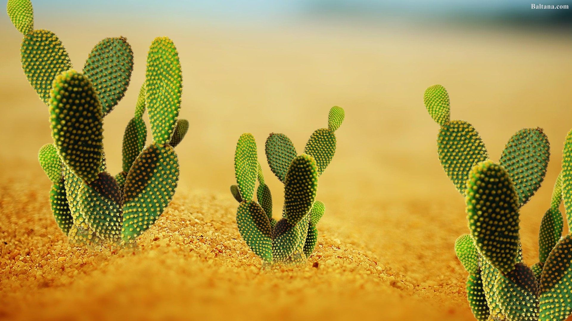 Cactus verdi nel deserto, 1920x1080 Full HD, Desktop