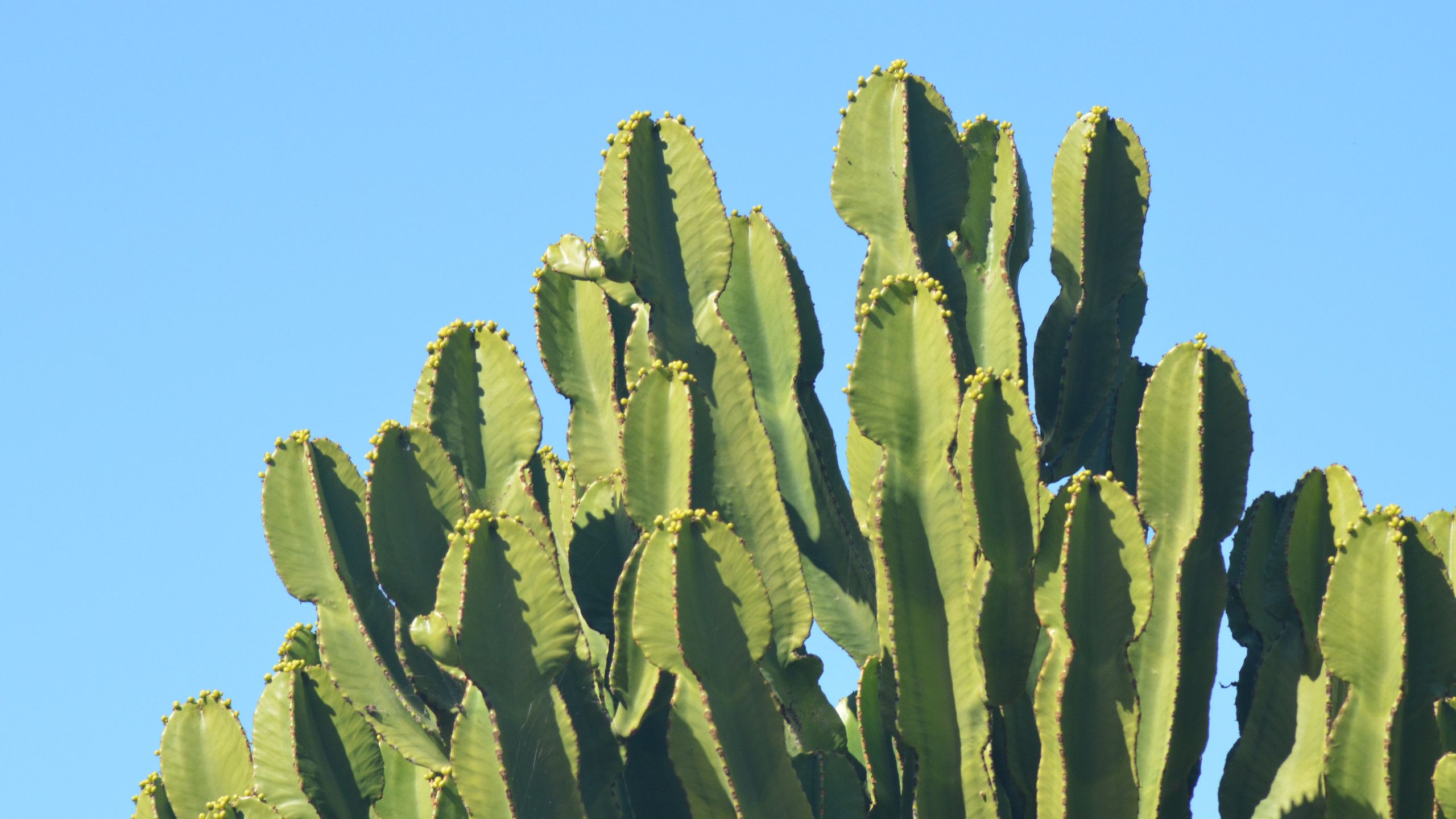 Cactus verde cielo blu, 2560x1440 2K, PC Desktop