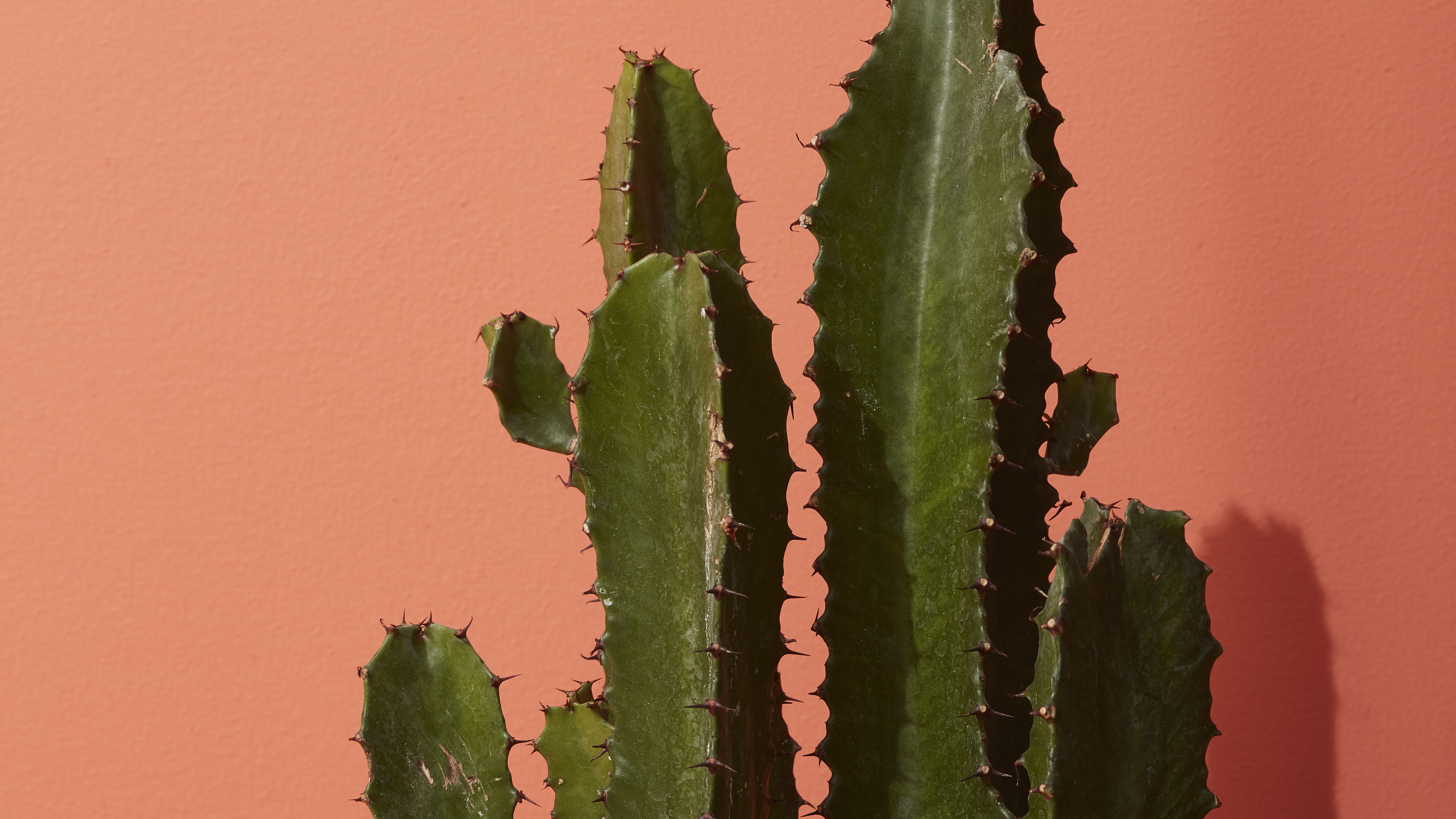 Cactus verde su sfondo corallo, 5120x2880 Ultra HD, PC