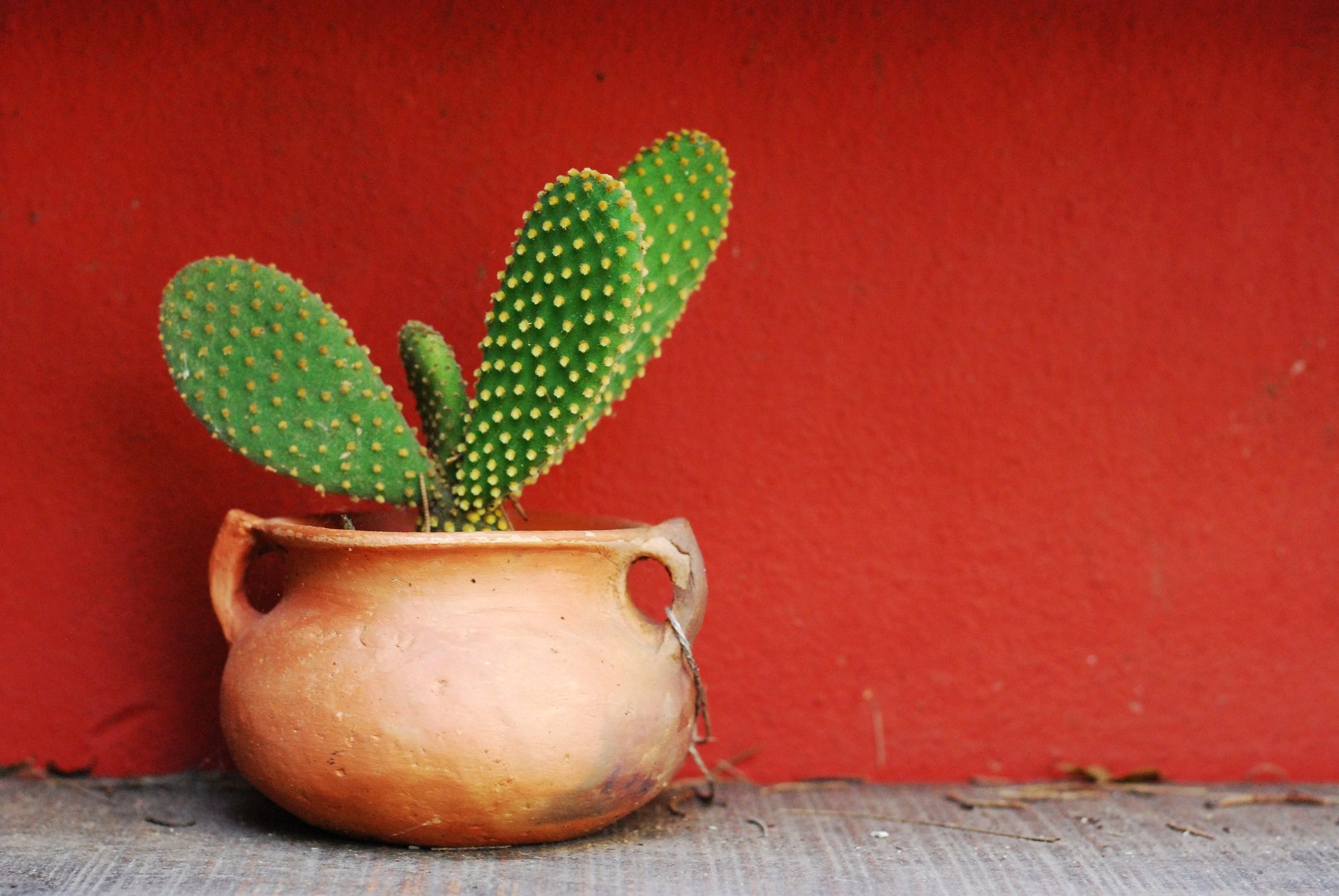 Cactus in vaso terracotta, 1920x1285 Full HD+ WUXGA, Desktop