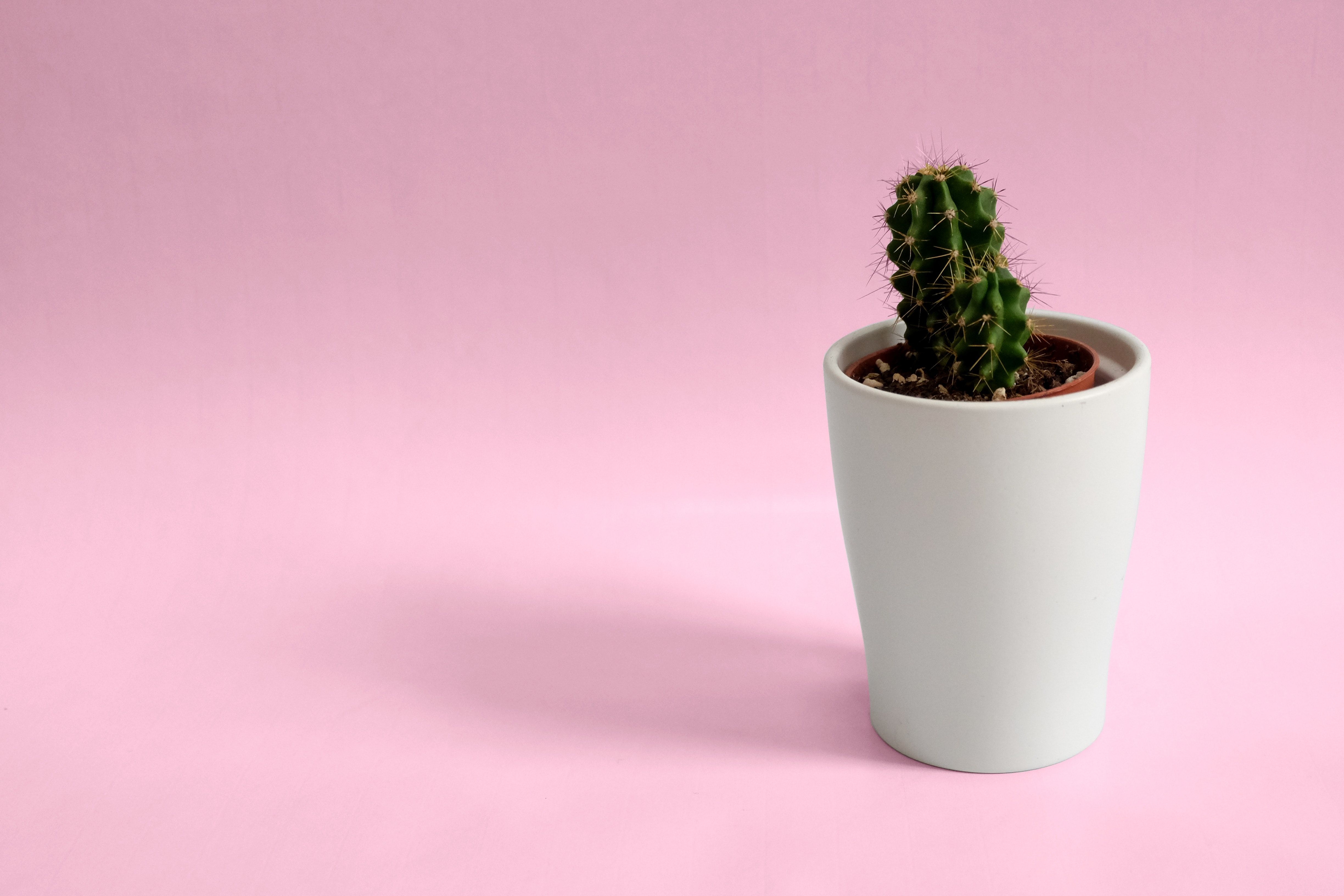 Cactus in vaso bianco, 4896x3264 UHD, Monitor Gaming