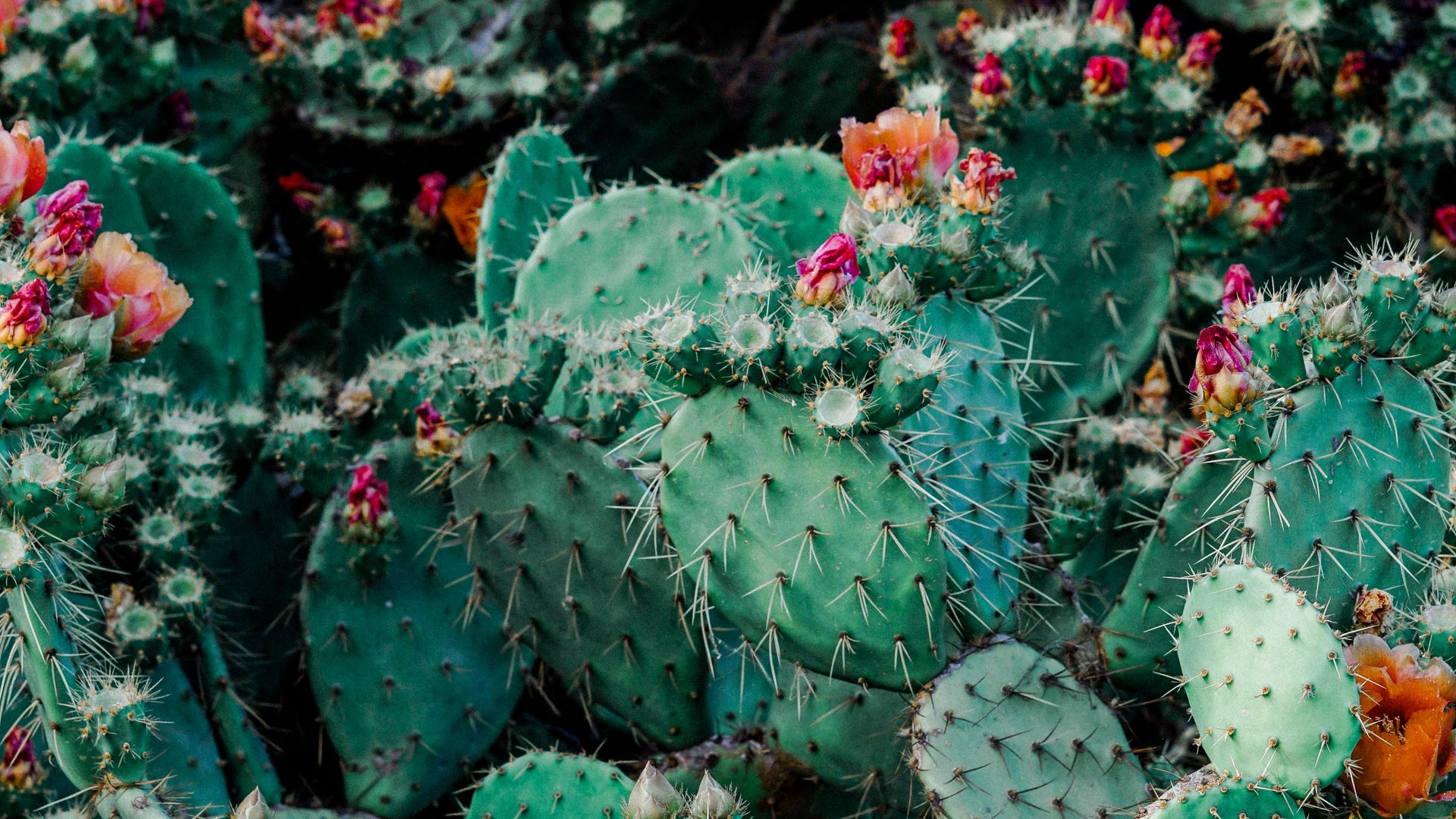 Cactus fico d'India con fiori, 1920x1080 Full HD 1080p, Monitor Gaming