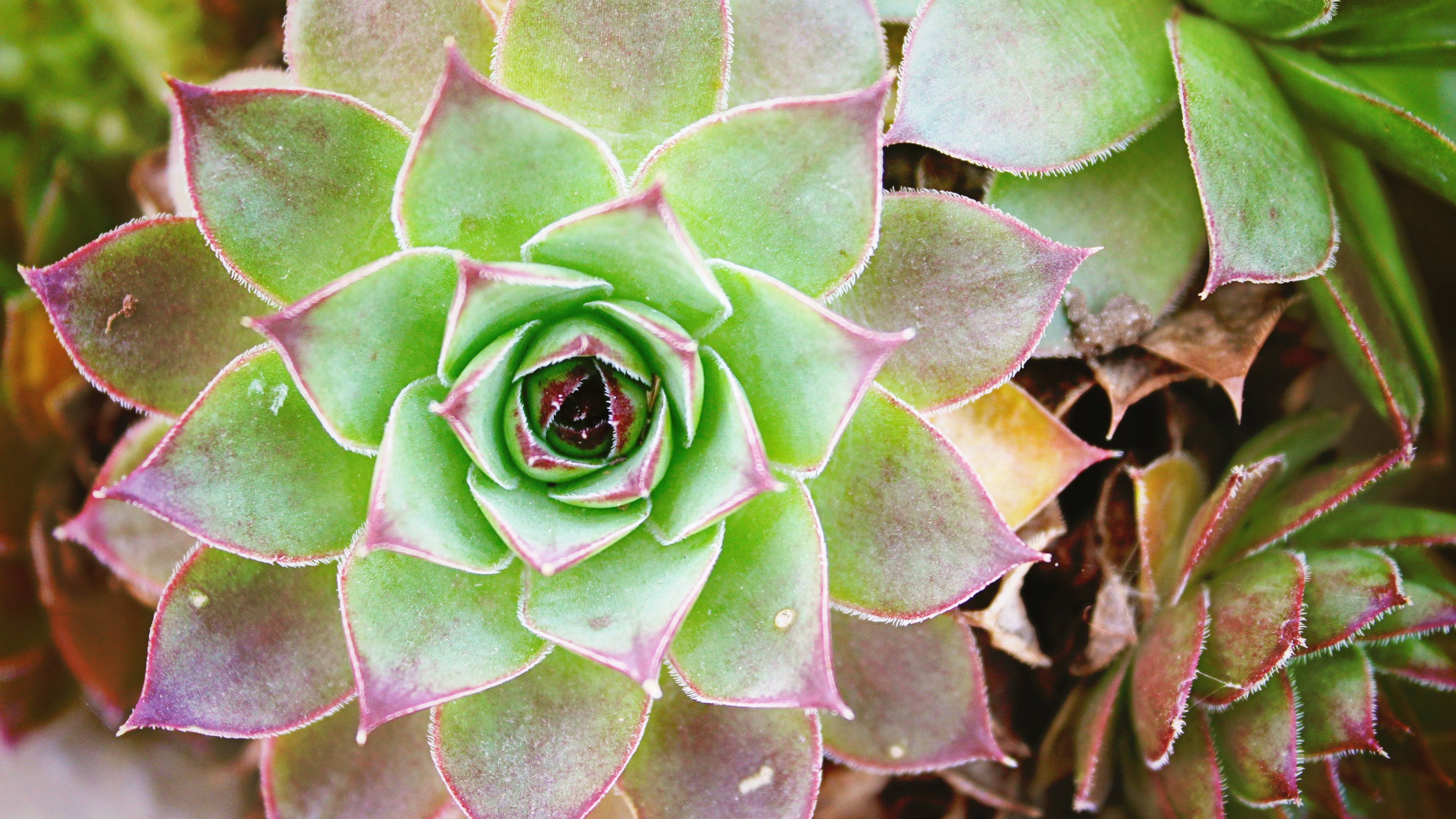 Succulenta verde a spirale, 3840x2160 4K, PC Desktop