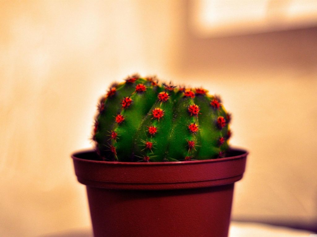 Cactus in vaso rosso, 1024x768 HD, PC
