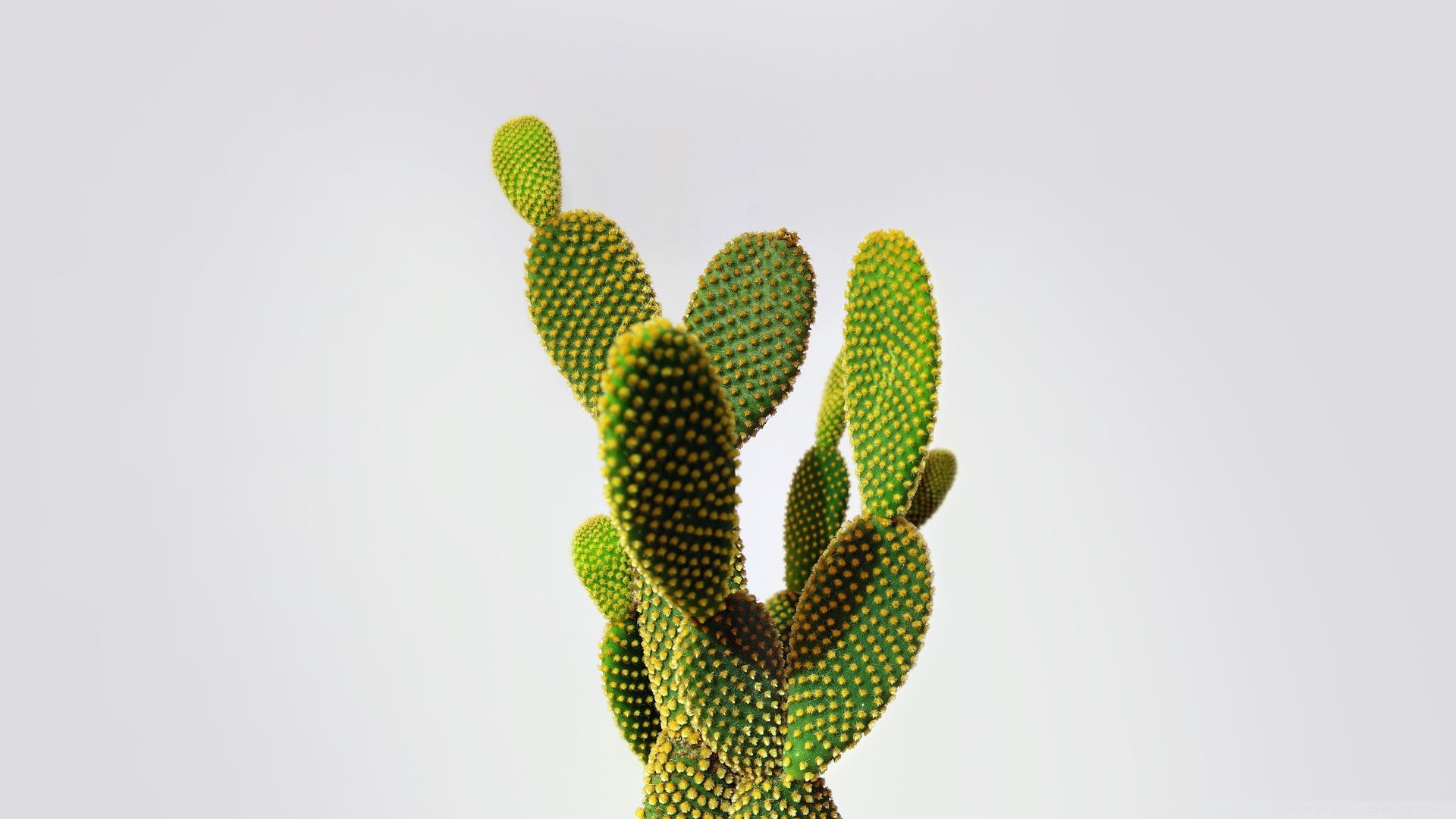 Cactus verde sfondo bianco, 1920x1080 Full HD 1080p, Desktop