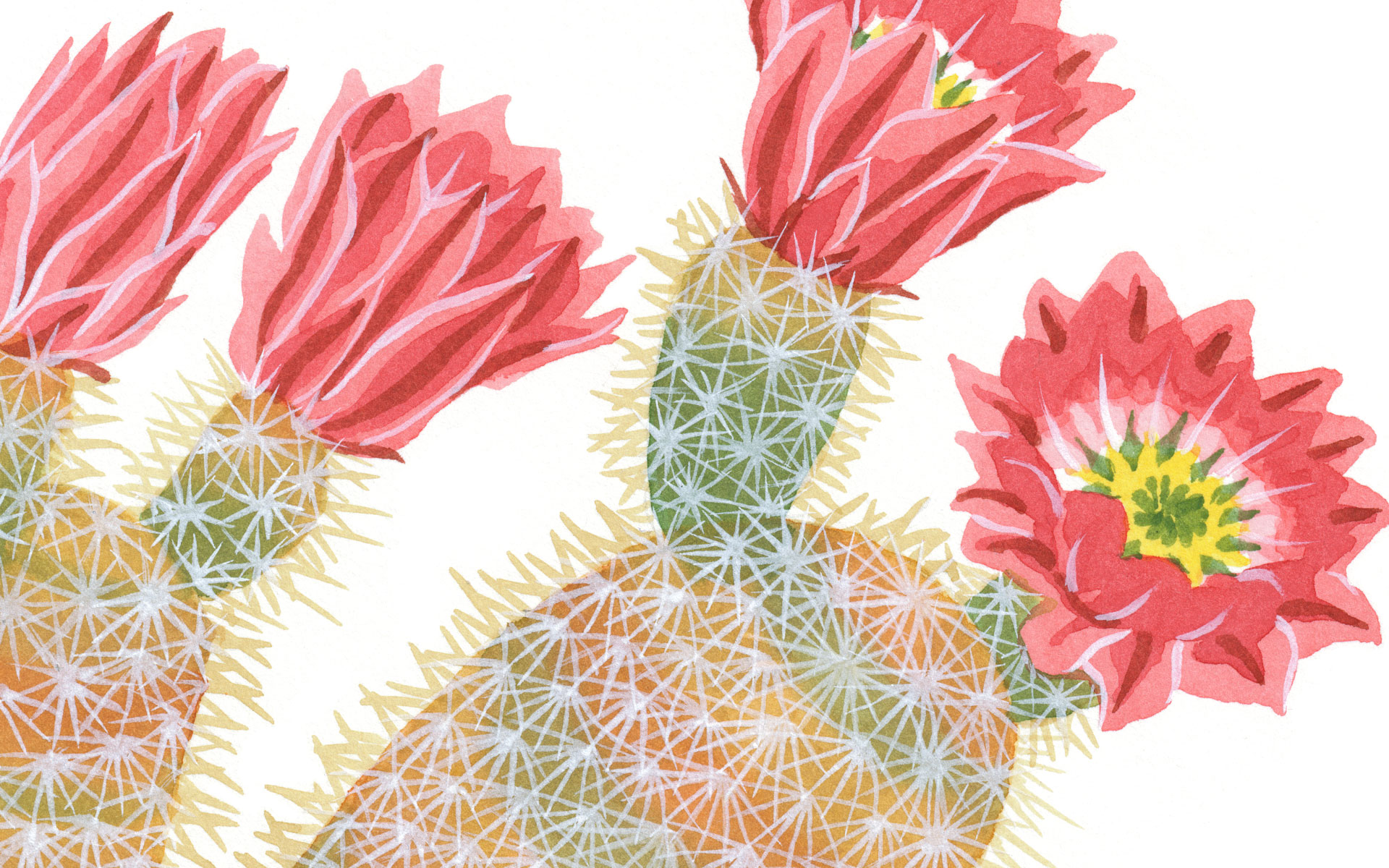 Illustrazione cactus con fiori rosa, 1920x1200 Full HD+, Monitor Gaming