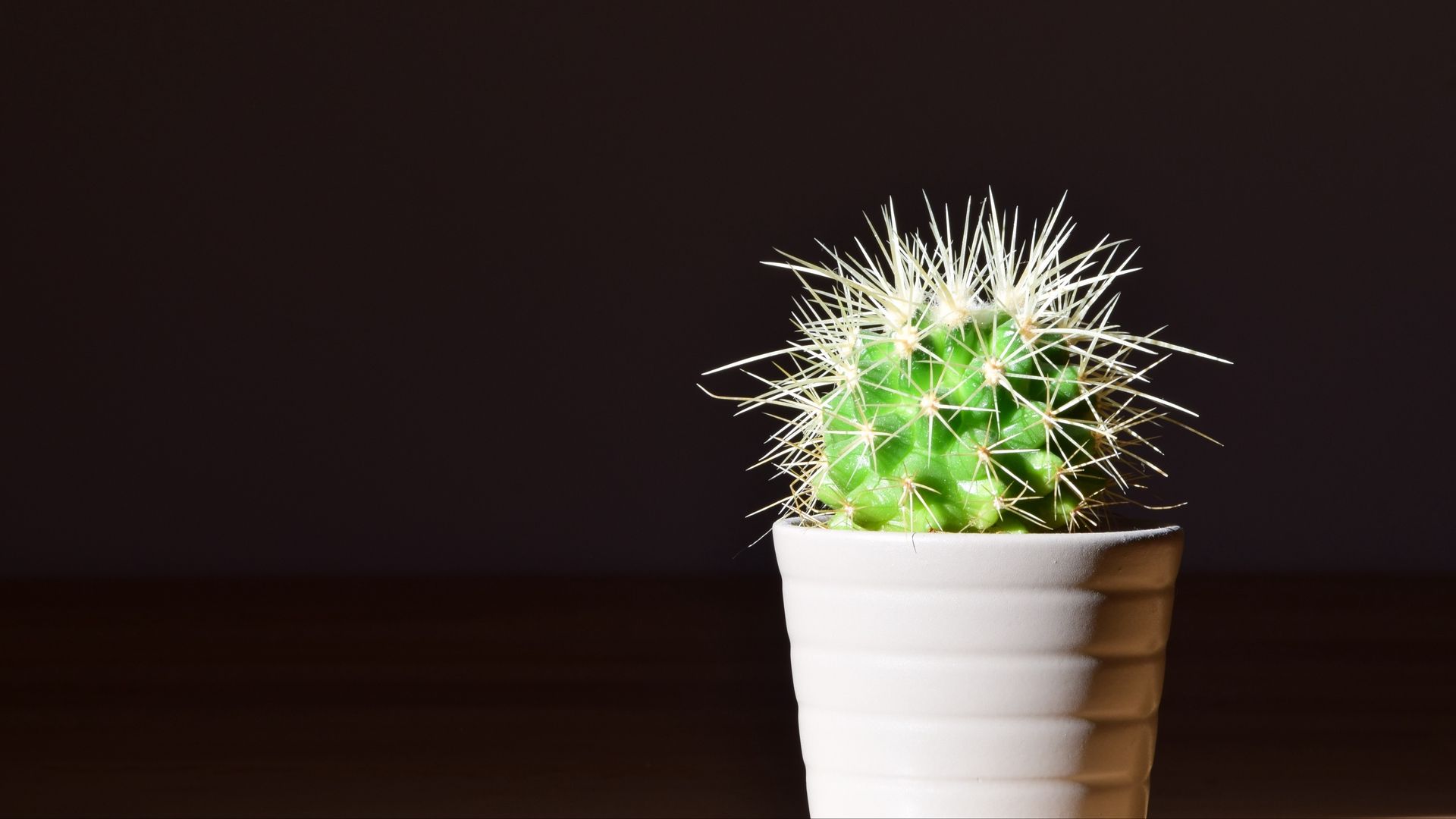 Cactus verde in vaso bianco, 1920x1080 Full HD 1080p, PC Desktop