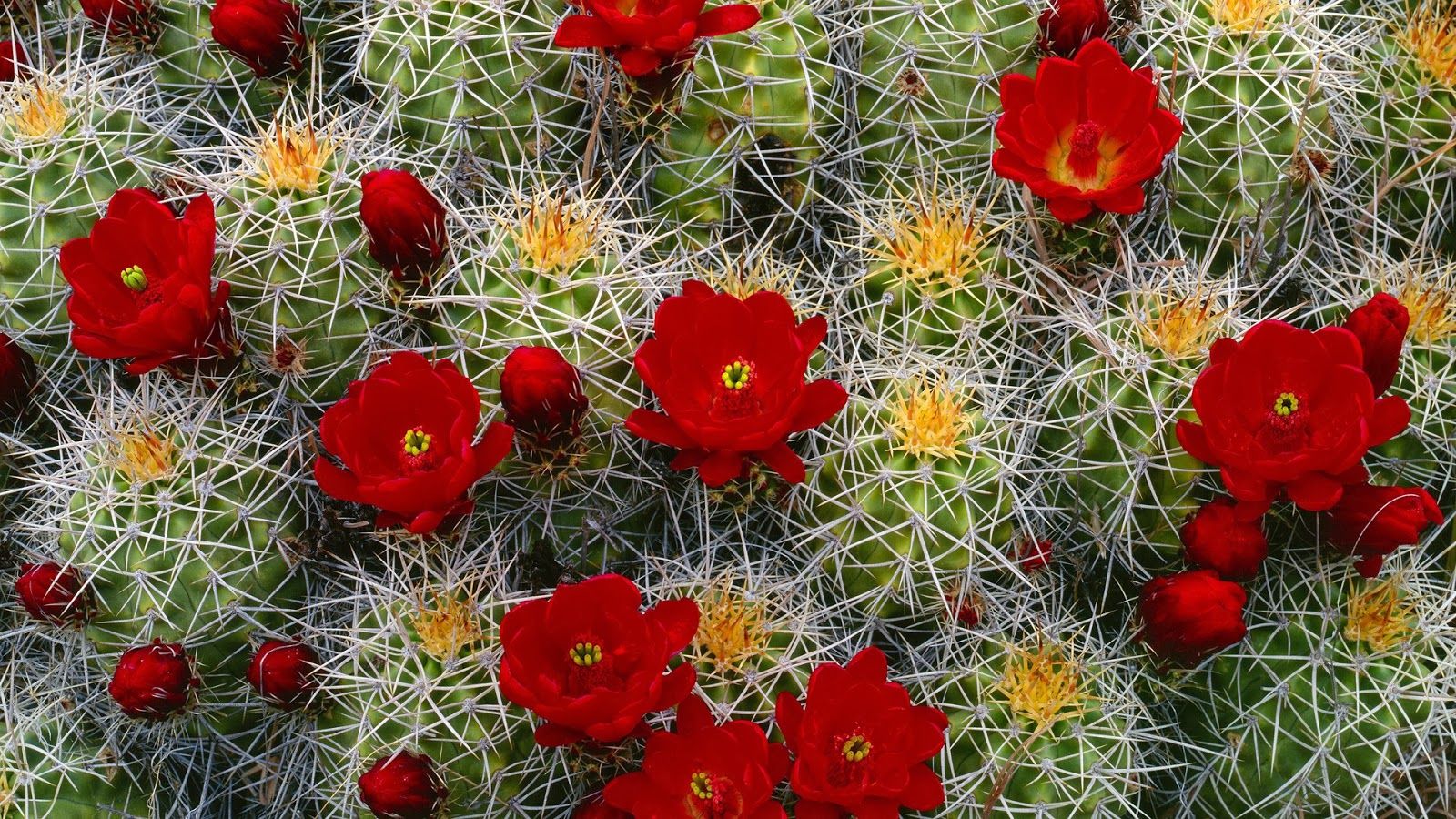 Cactus con fiori rossi, 1600x900 HD, PC