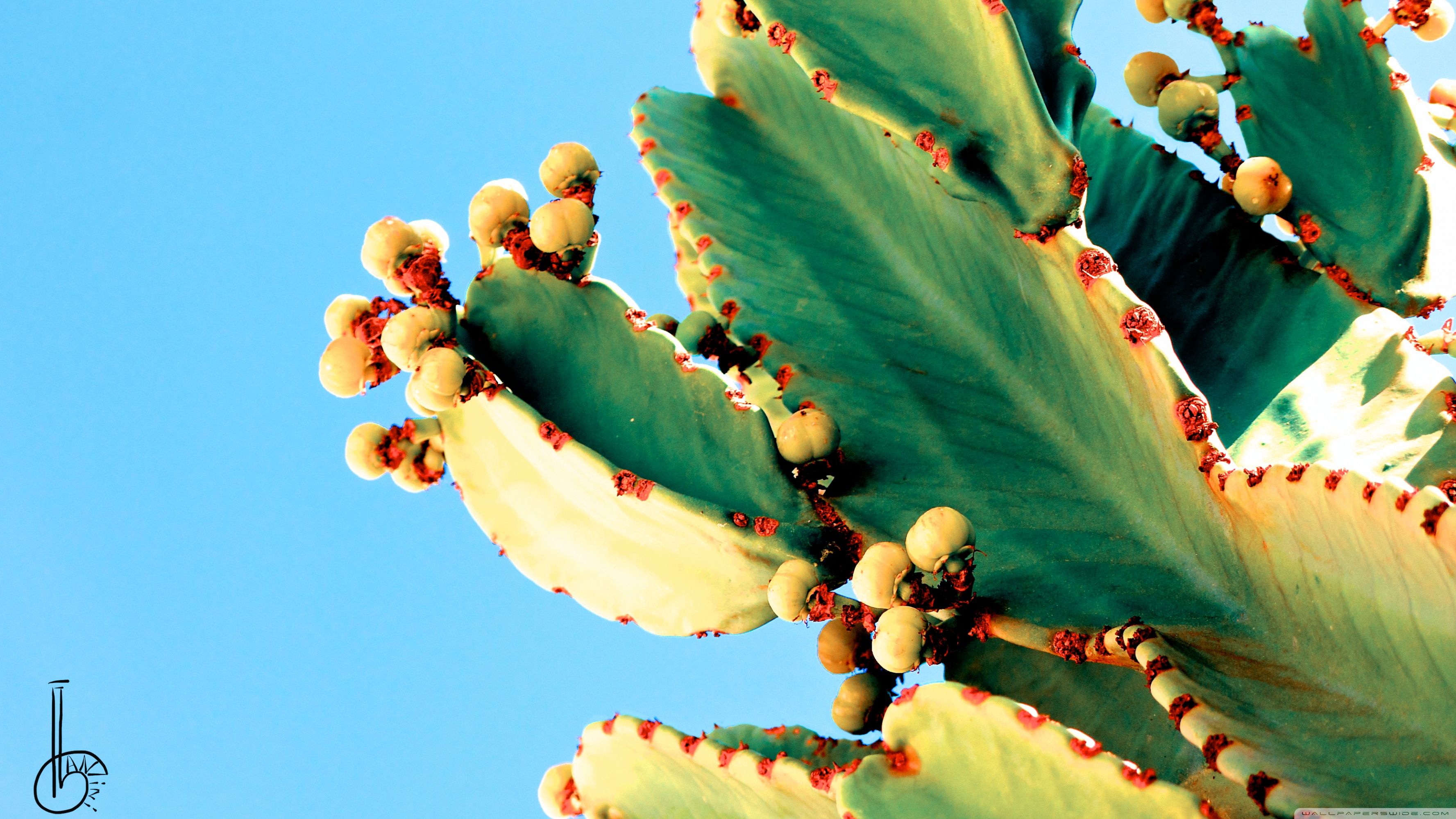 Cactus con fiori gialli, 3554x1999 2K, Monitor Gaming