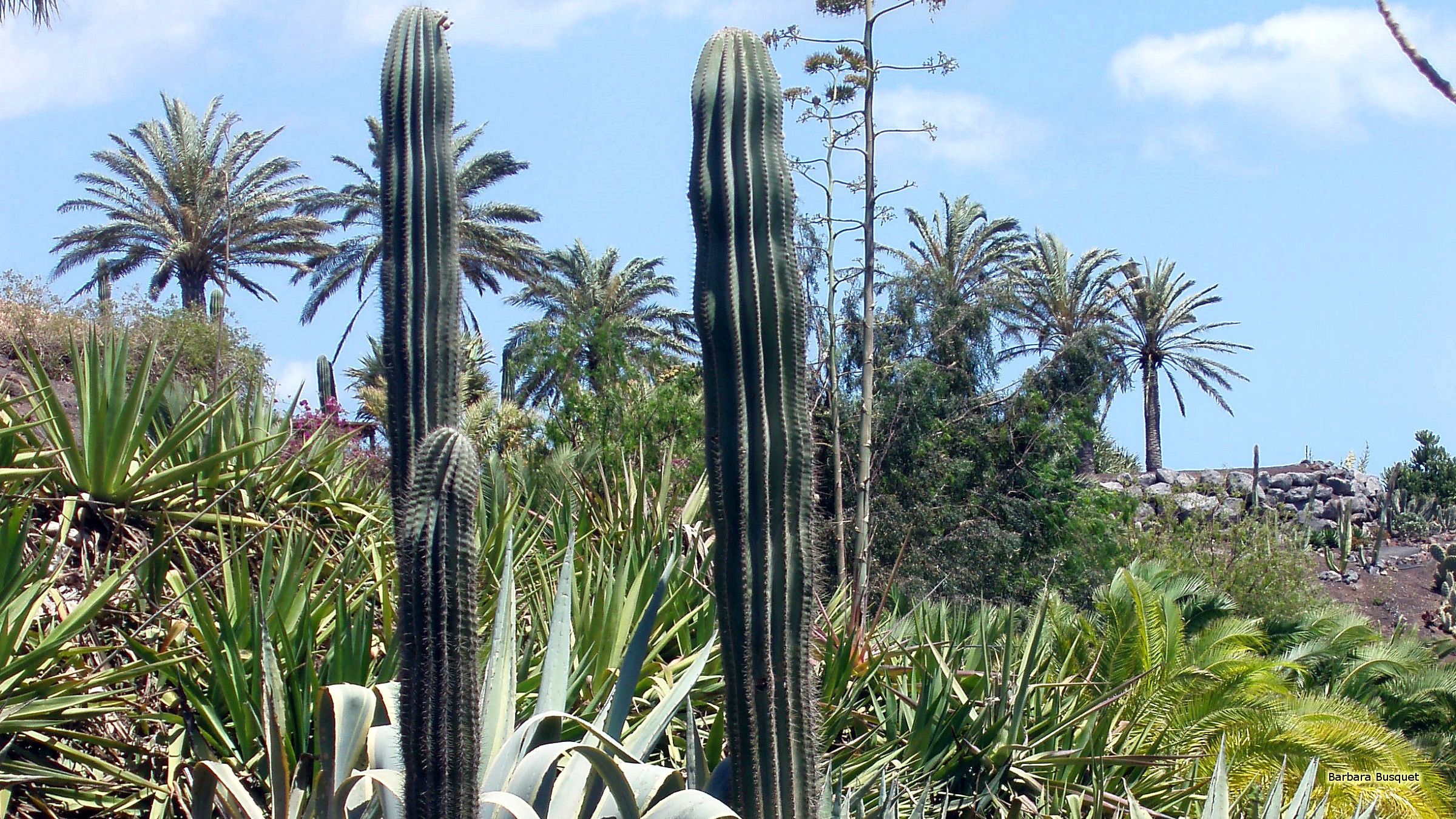 Cactus alti giardino tropicale, 2400x1350 2K, Monitor Gaming