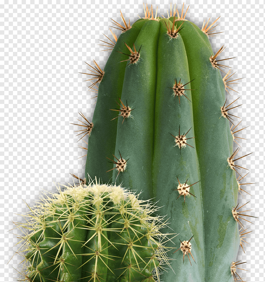 Cactus verde con spine, 920x977 Full HD Verticale, iPhone