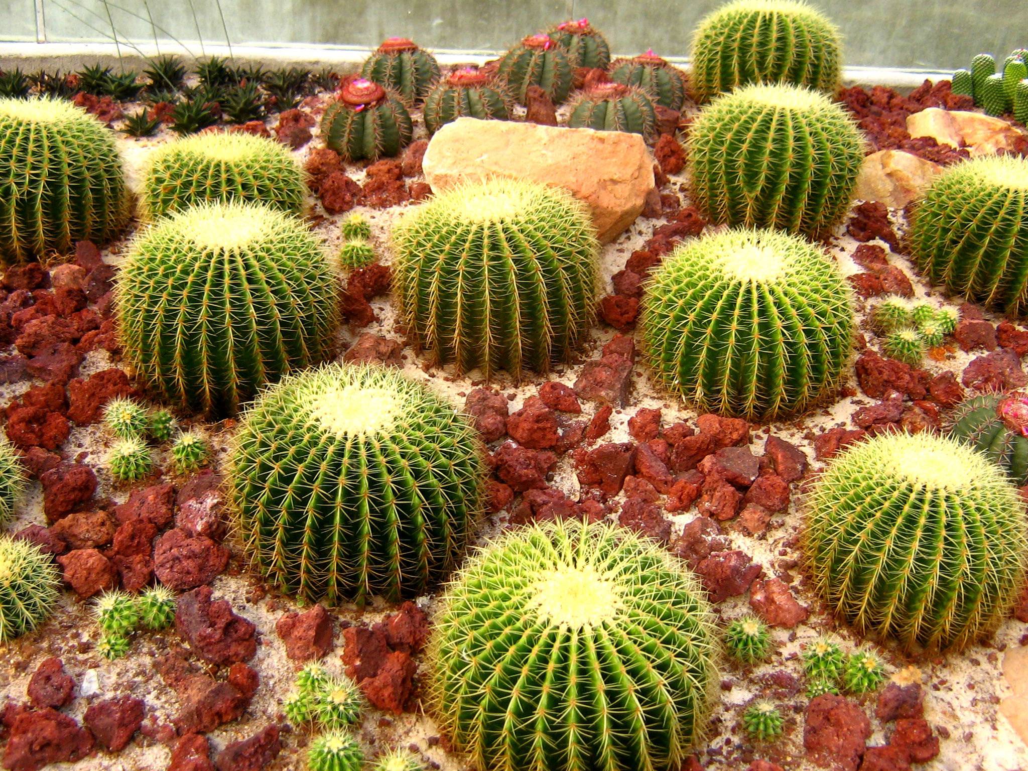 Cactus rotondi in serra, 2048x1536 alta risoluzione, PC Desktop