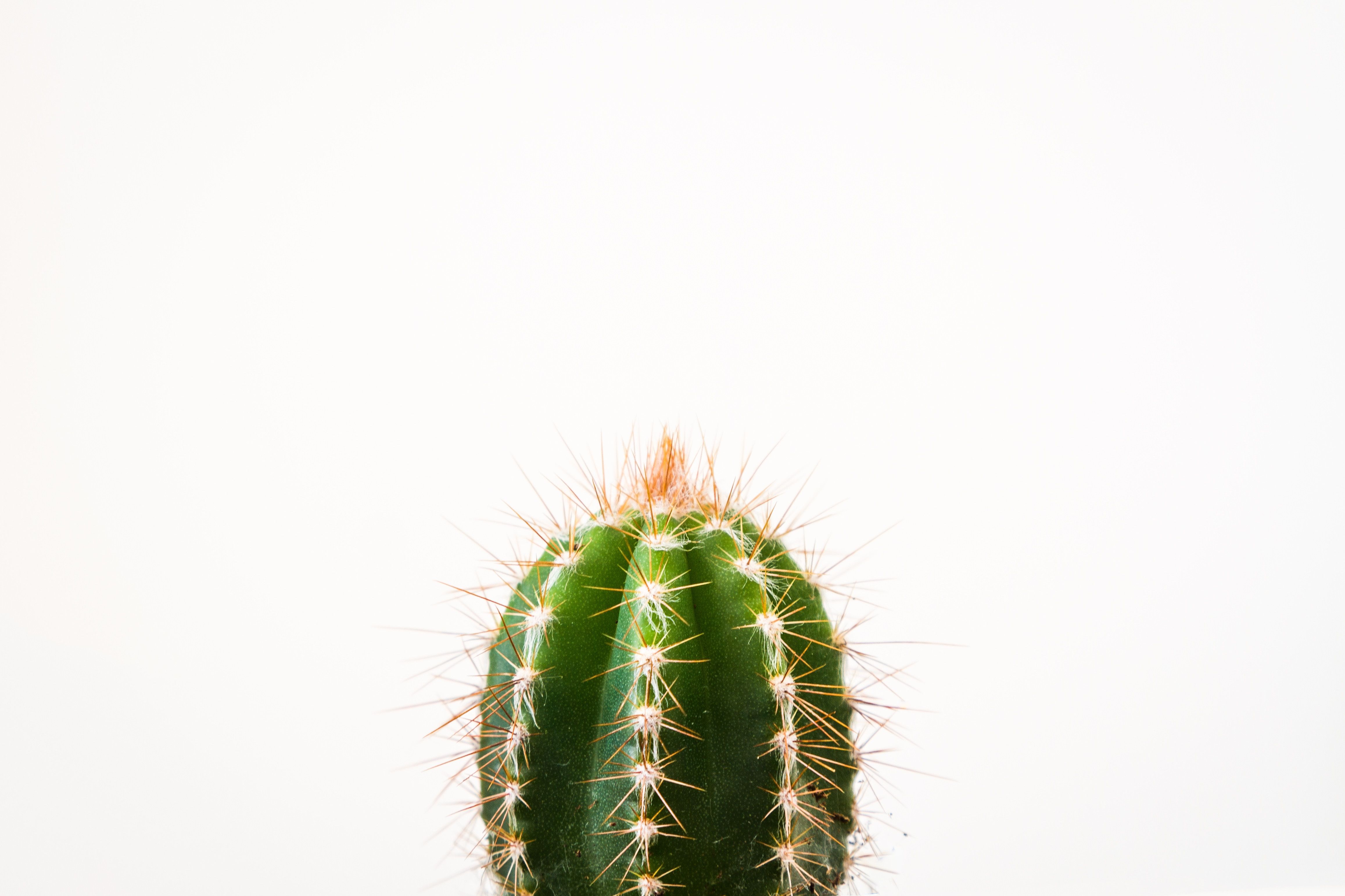 Cactus verde su sfondo bianco, 4630x3086 UHD, Monitor Gaming