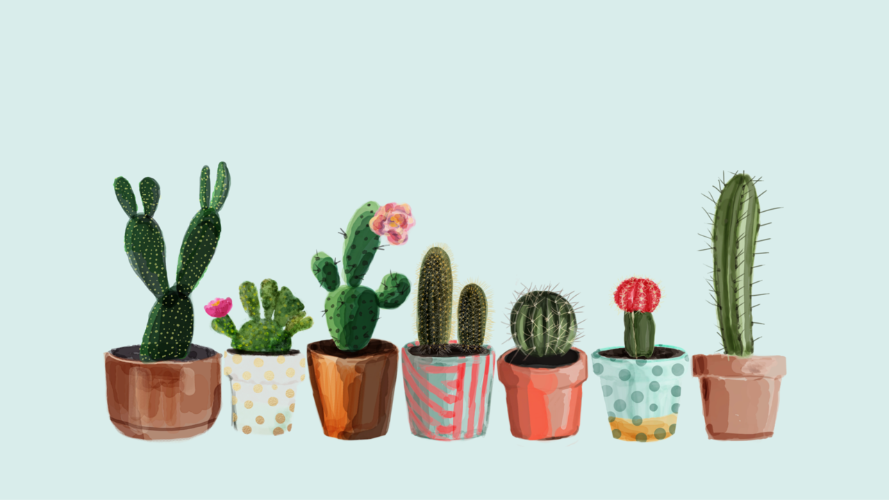 Cactus in vasi colorati, 1280x720 720p, PC