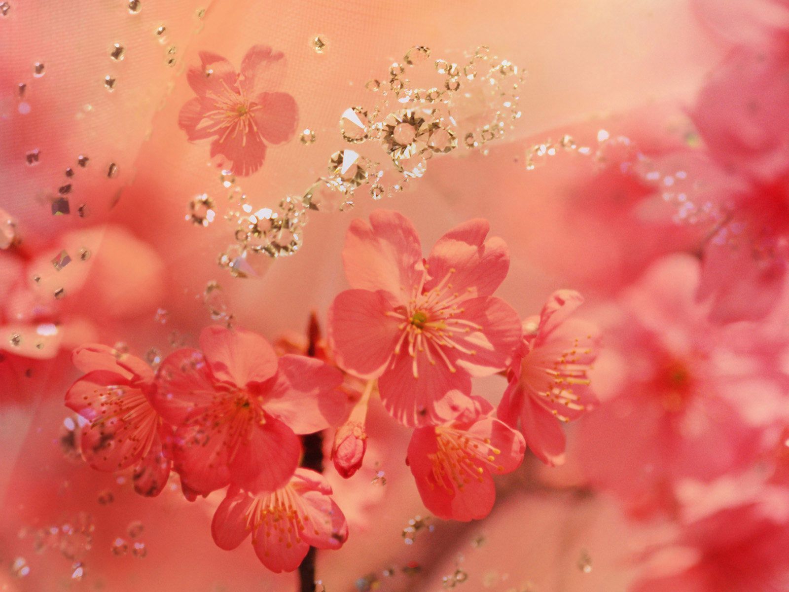 Fiori di ciliegio rosa con gocce, 1600x1200 HD Ready, Desktop