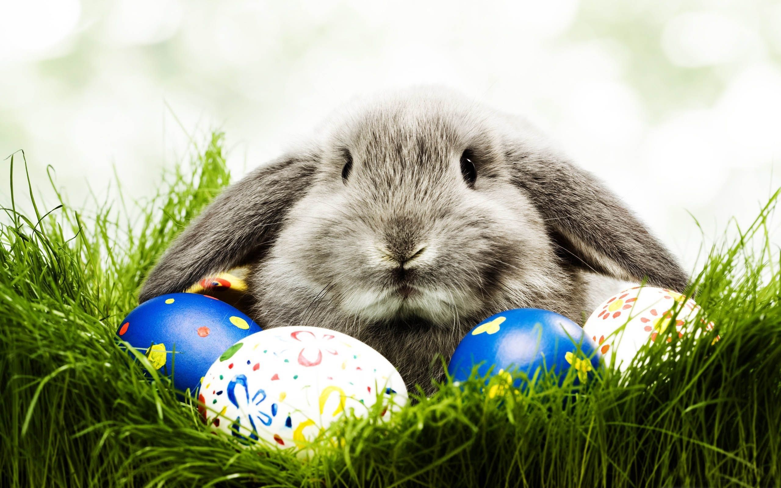 Coniglio con uova di Pasqua, 2560x1600 2K, Laptop