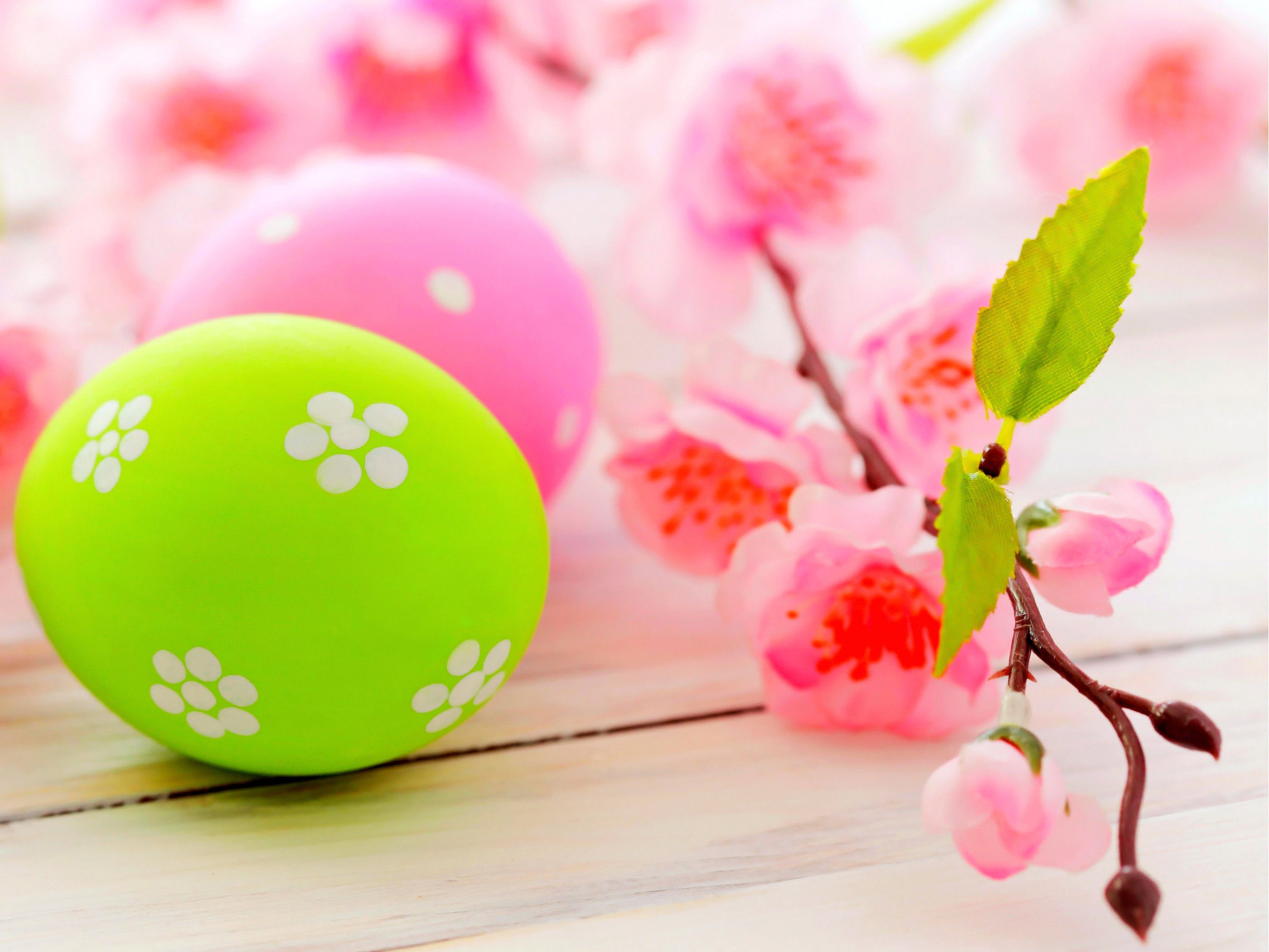 Uova di Pasqua e fiori rosa, 2800x2102 2K, Monitor Gaming