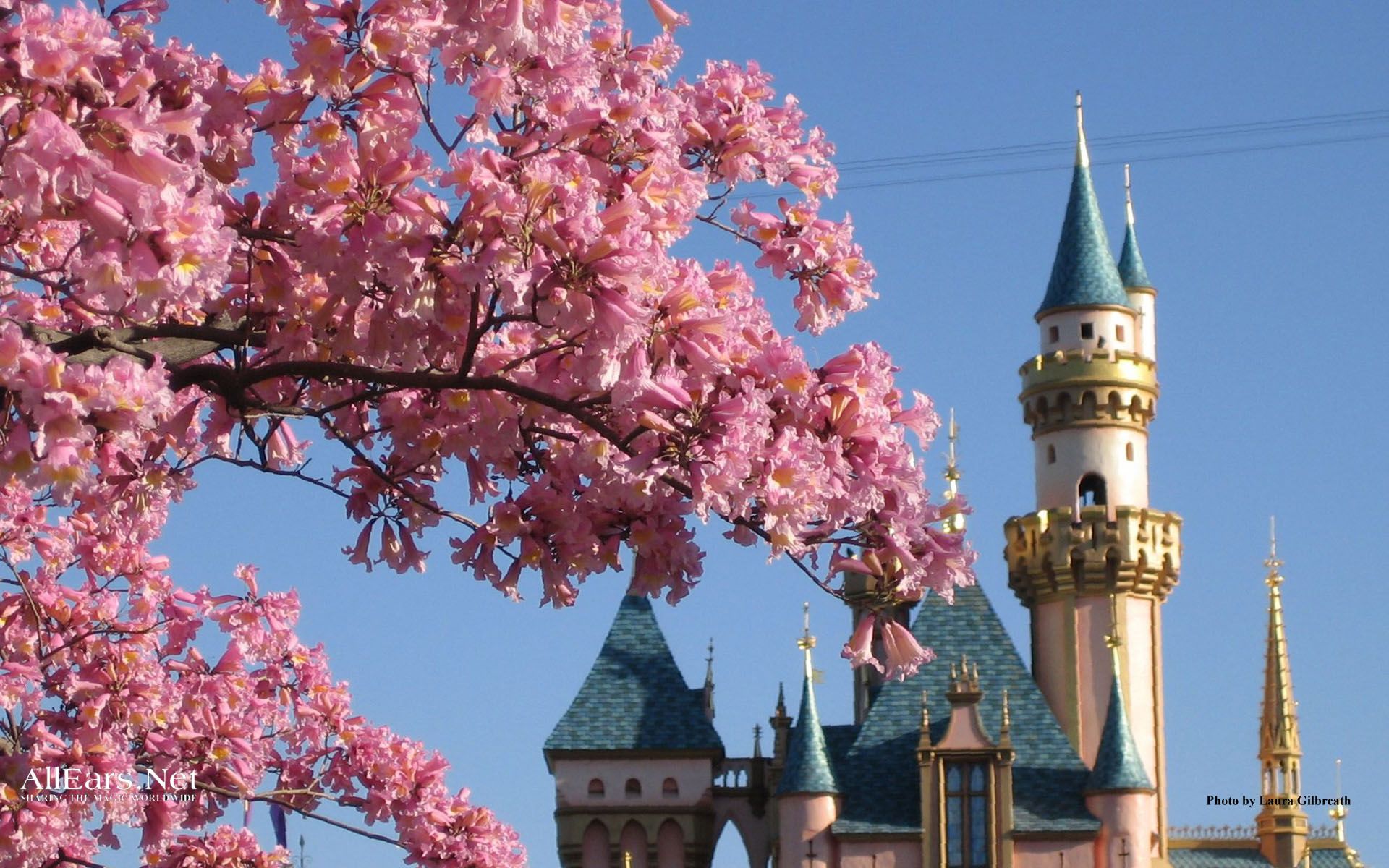 Castello Disneyland con fiori rosa, 1920x1200 Full HD+ WUXGA, Desktop