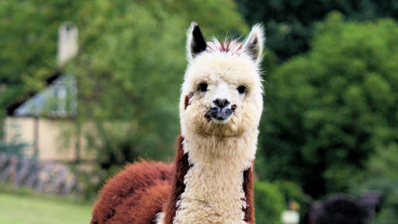 Lama simpatico all'aperto, 1366x768 HD, Notebook Gaming