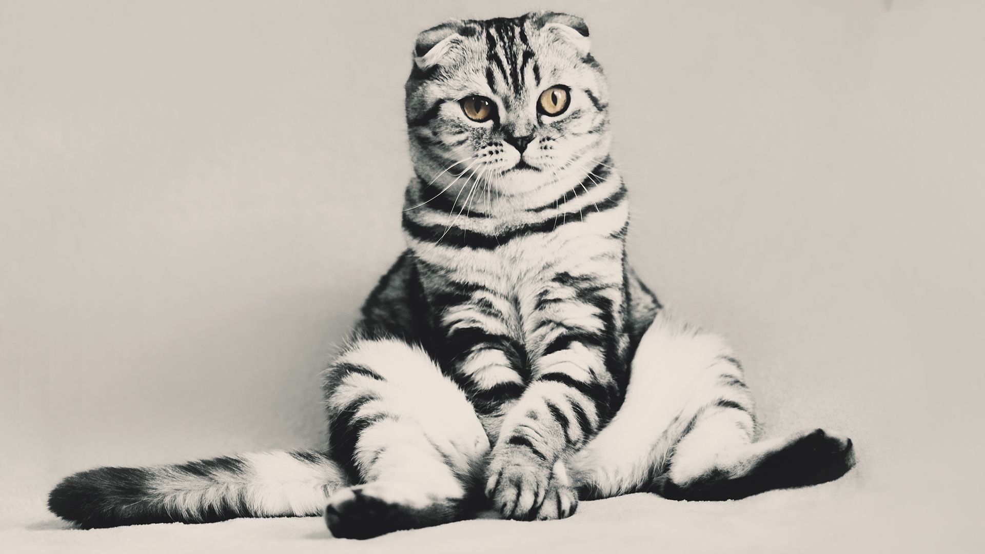 Gattino divertente seduto, 1920x1080 1080p, Laptop