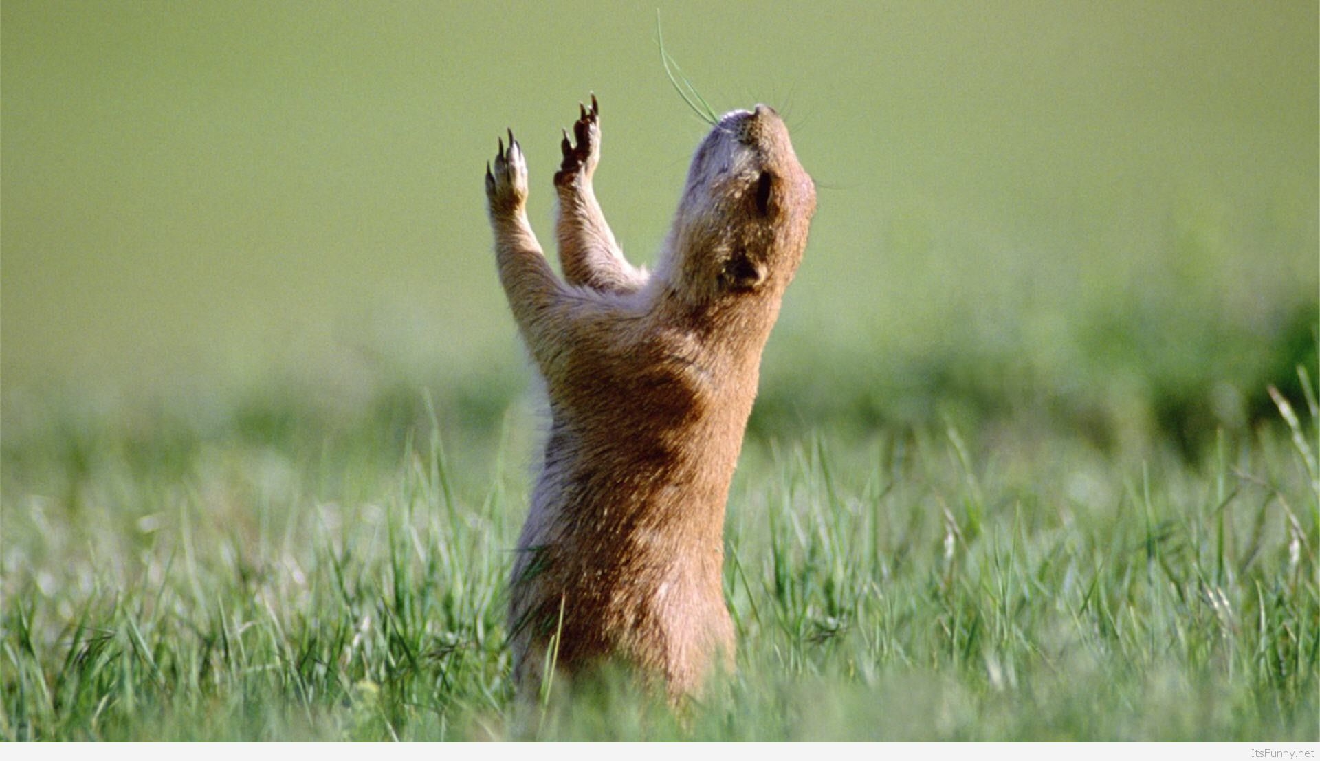 Marmotta zampe alzate erba, 1920x1107 Full HD, Desktop