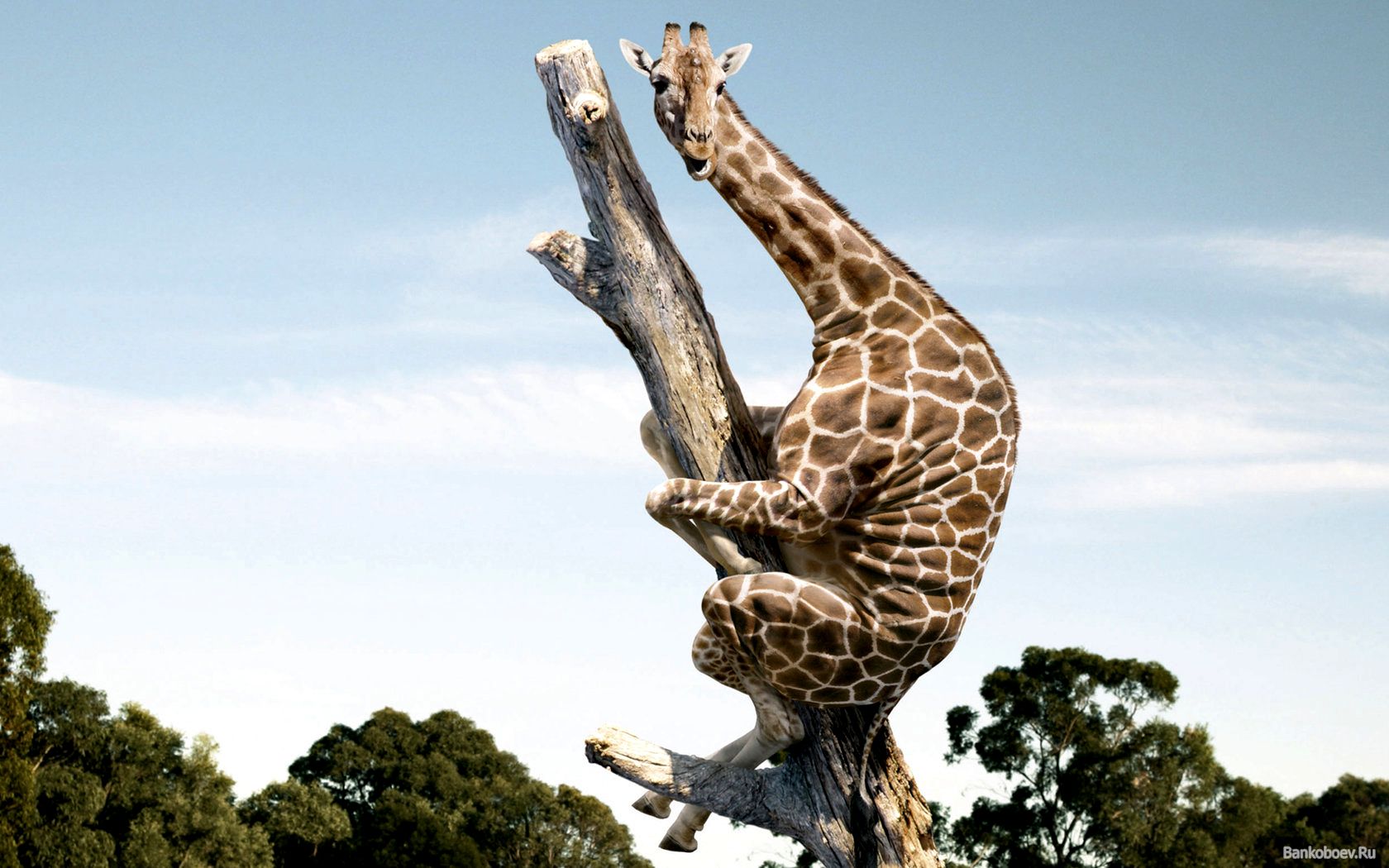 Giraffa arrampicata su albero, 1680x1050 900p, PC