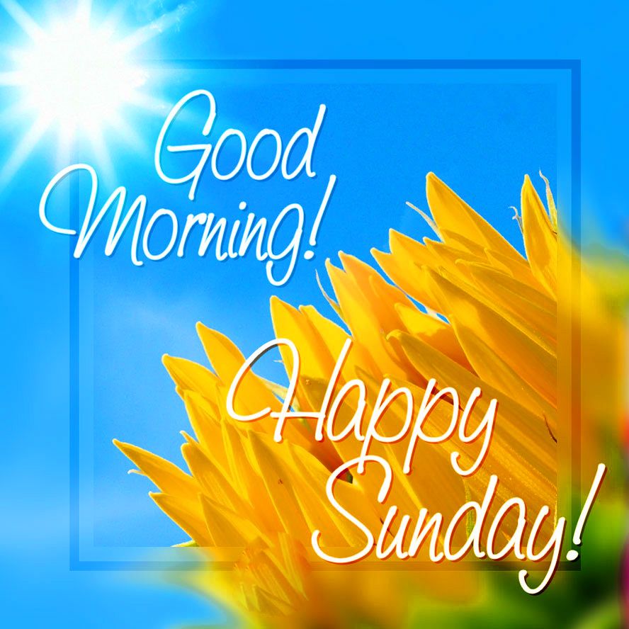 Girasole con scritta Buongiorno Domenica, 888x888 HD, Desktop