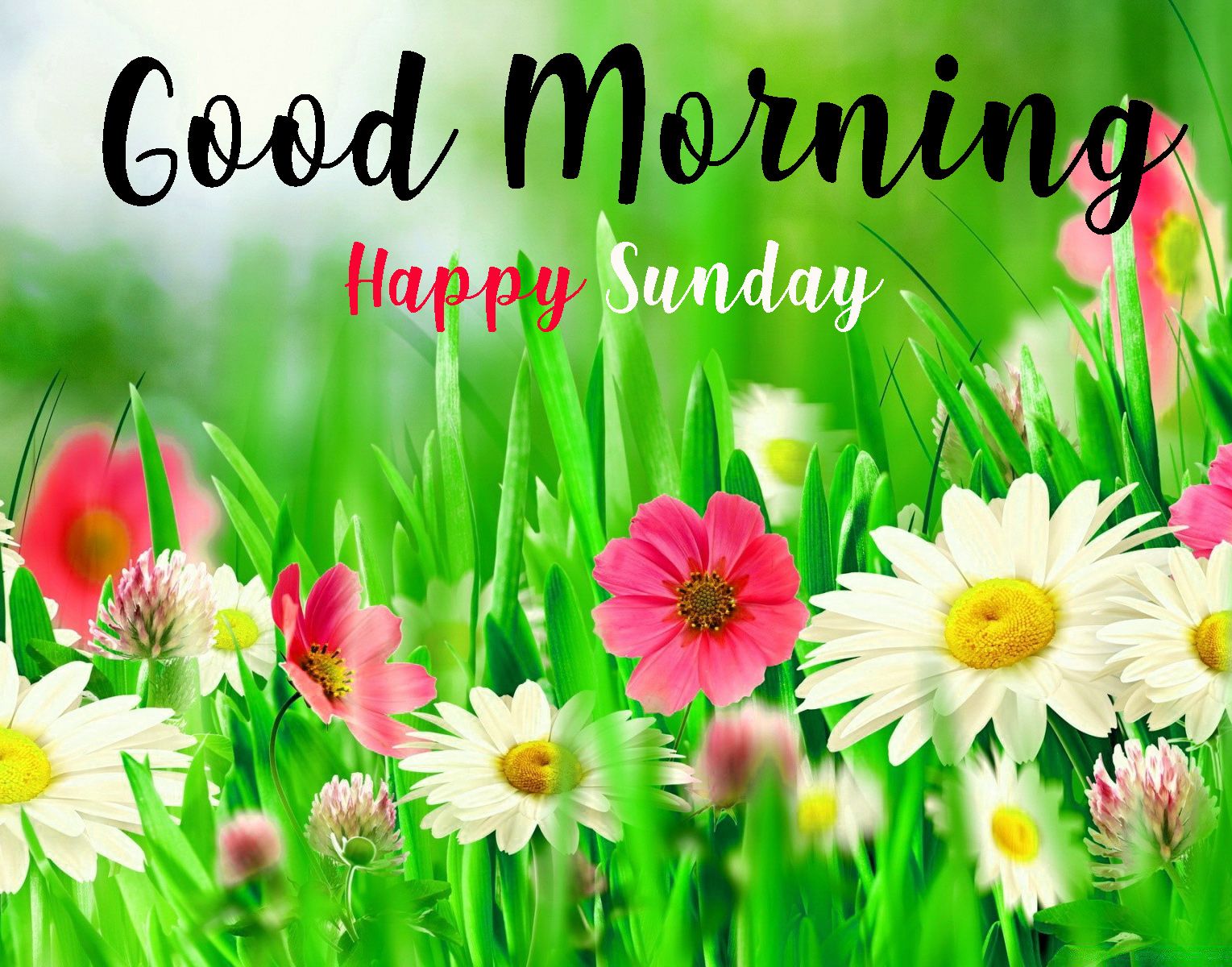 Fiori campo Good Morning Sunday, 1529x1200 HD, Desktop