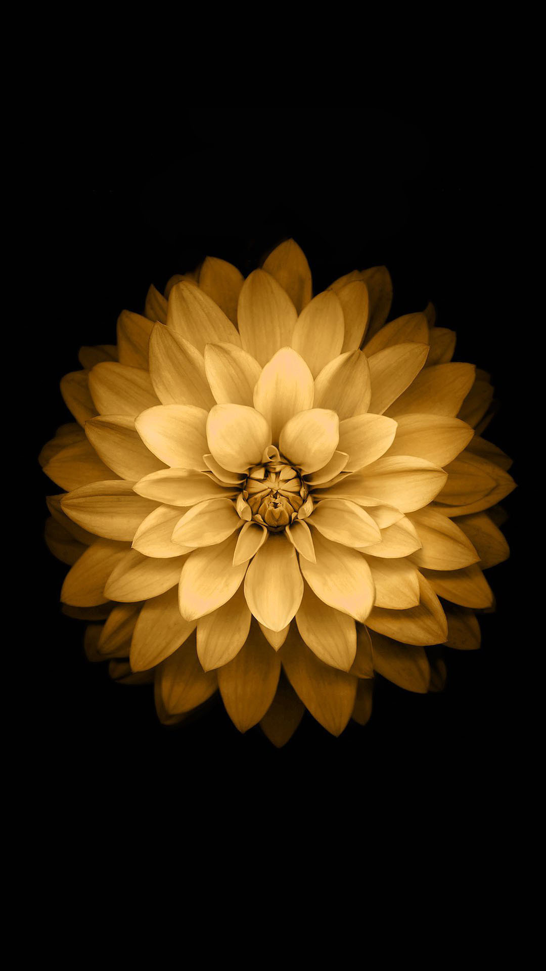 Fiore dorato su nero, 1080x1920 Verticale, Mobile