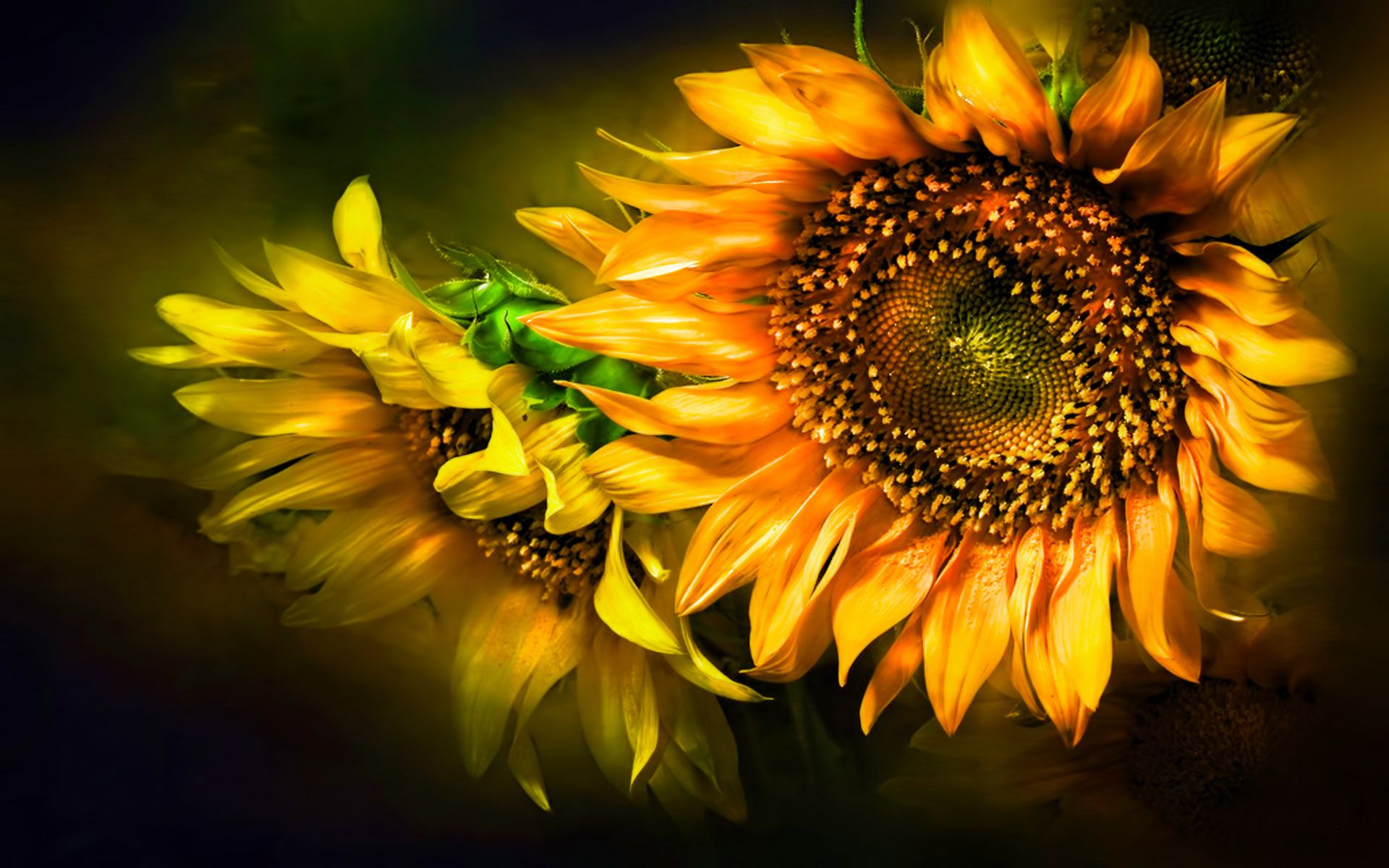 Girasoli gialli su sfondo scuro, 1920x1200 WUXGA, Desktop