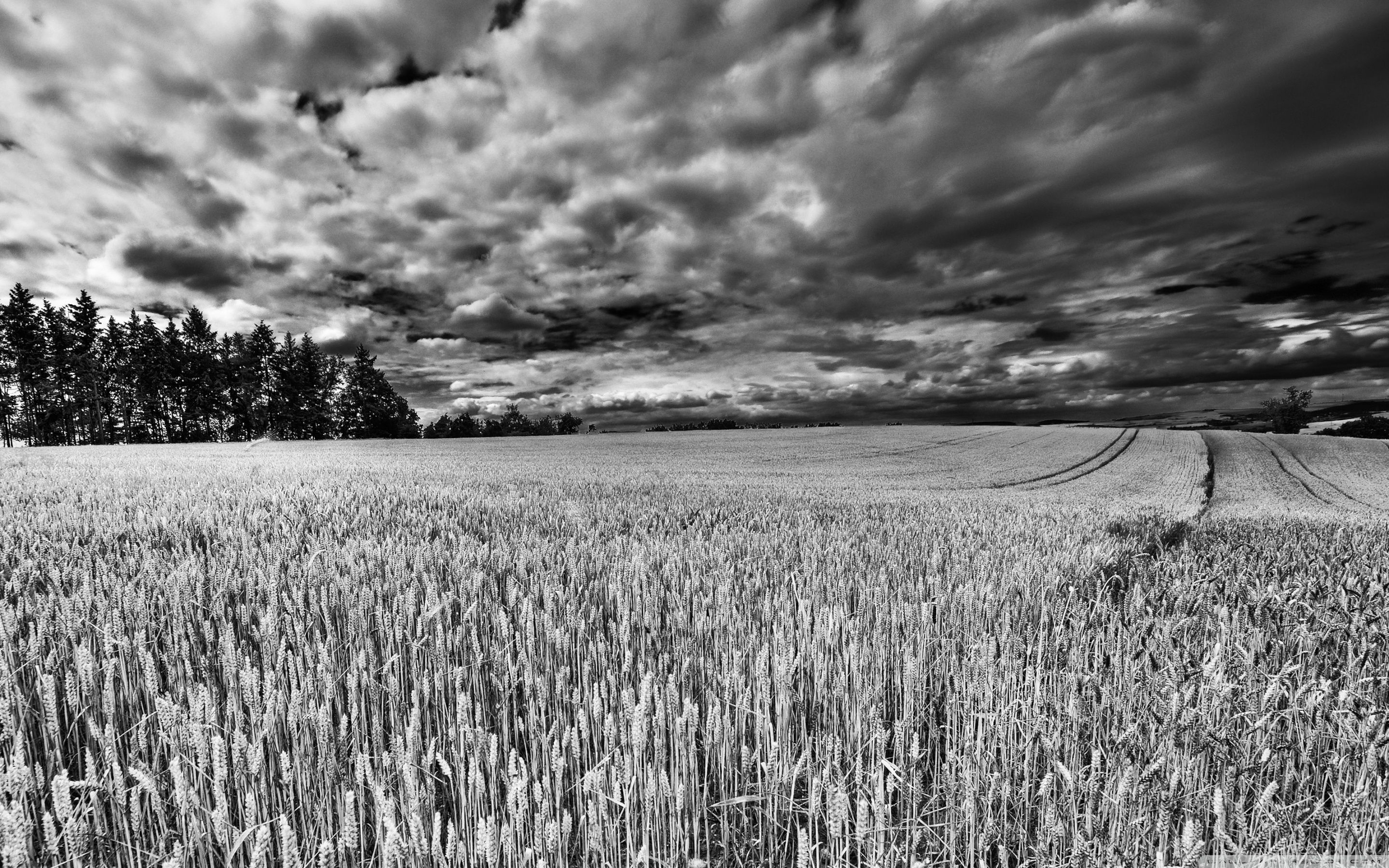 Campo di grano bianco e nero, 2880x1800 WQXGA, Desktop