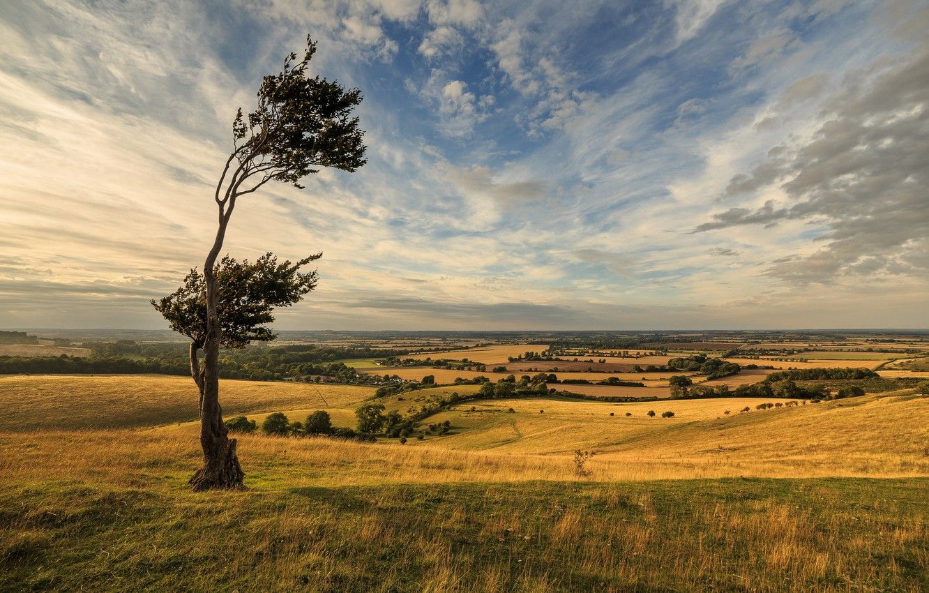 Albero solitario collina ventosa, 1332x850 720p, Laptop