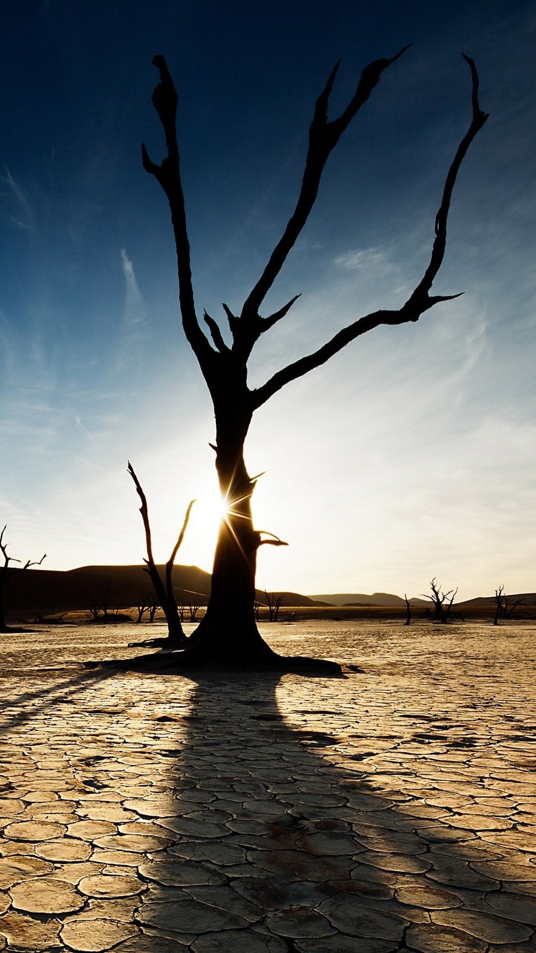 albero morto deserto crepe, 1080x1920 Full HD Verticale, iPhone