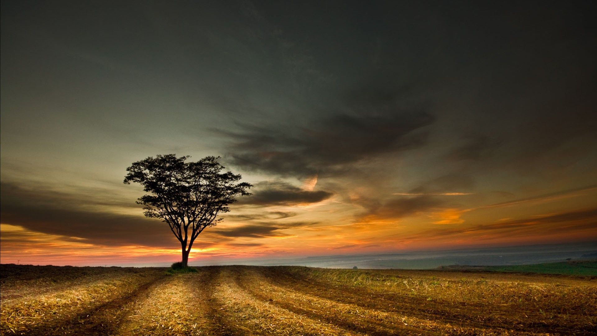 Albero solitario tramonto drammatico, 1920x1080 Full HD, PC