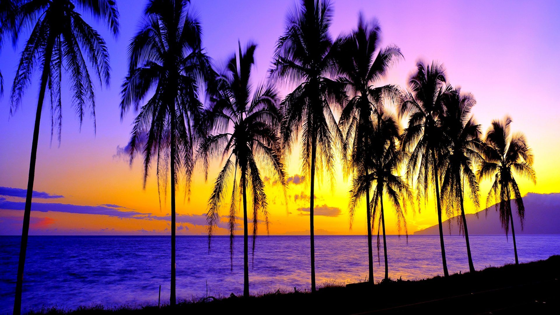Palme silhouette tramonto viola, 1920x1080 Full HD 1080p, PC