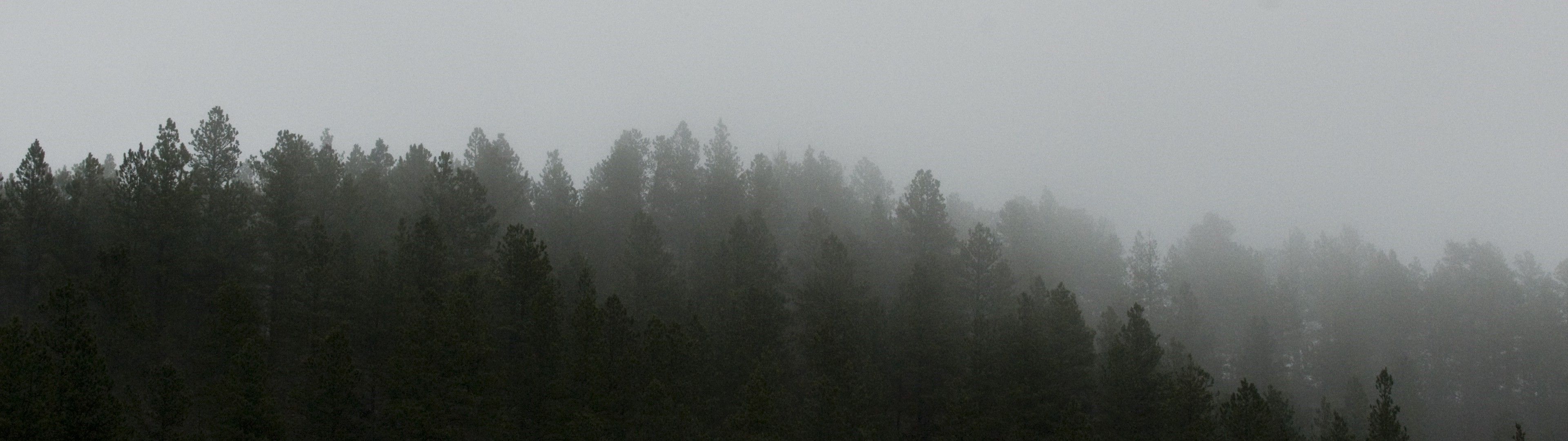 Foresta nebbiosa grigia, 3840x1080 Panoramico, Dual Screen