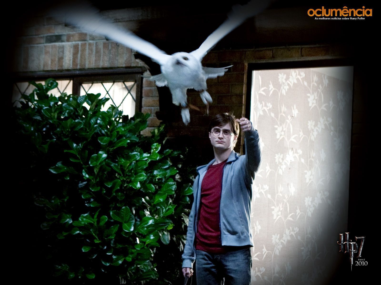 Harry Potter con Edvige civetta, 1332x850 720p, Laptop