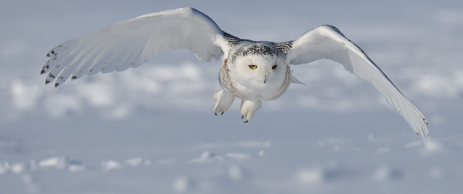 Gufo delle nevi in volo, 1500x630 Ultrawide, Dual Monitor