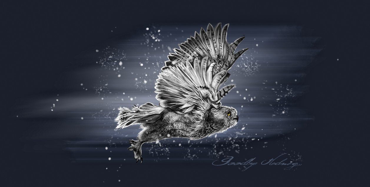 Gufo bianco in volo, blu scuro, 1257x635 HD, PC