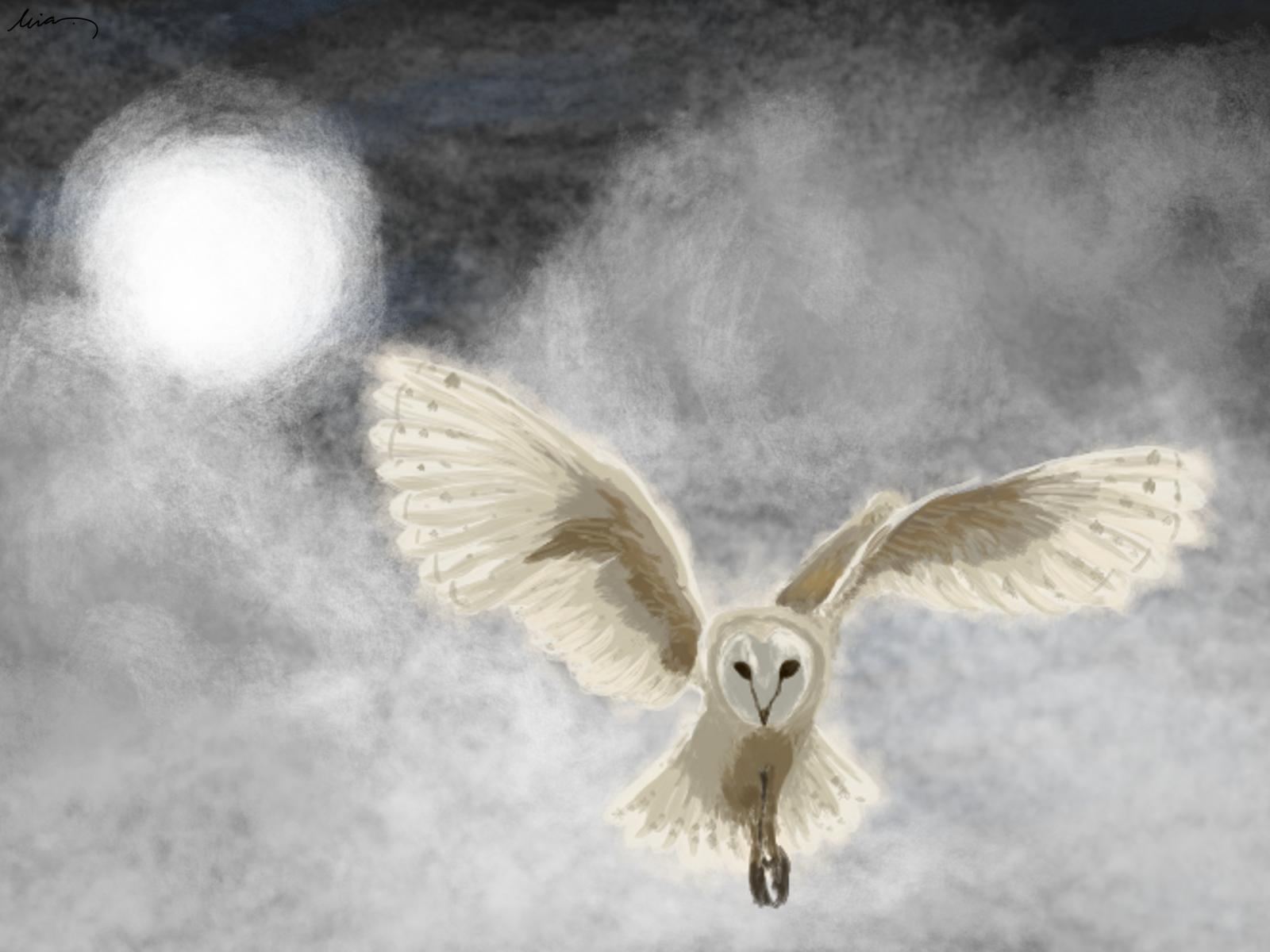 Civetta bianca in volo notturno, 1600x1200 HD Ready, Laptop