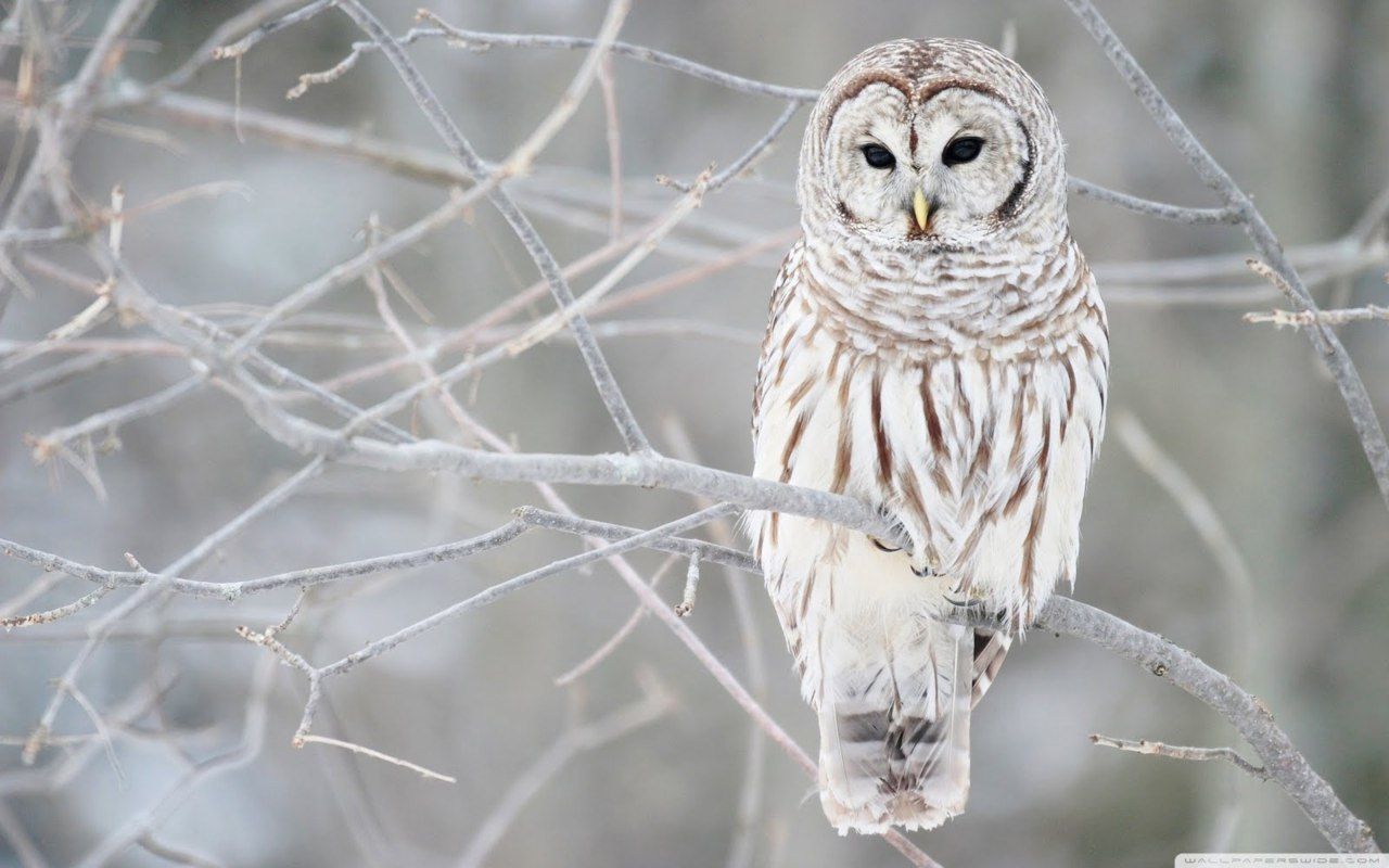 Civetta bianca su ramo invernale, 1280x800 720p, PC